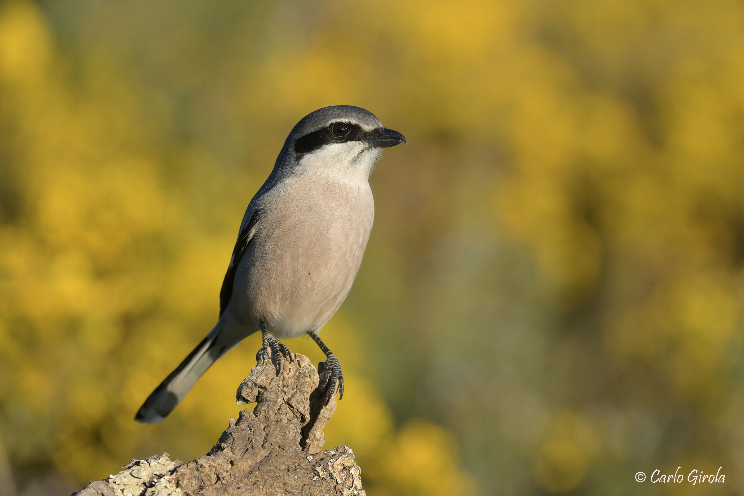 Southern Shrike (Lanius meridionalis)