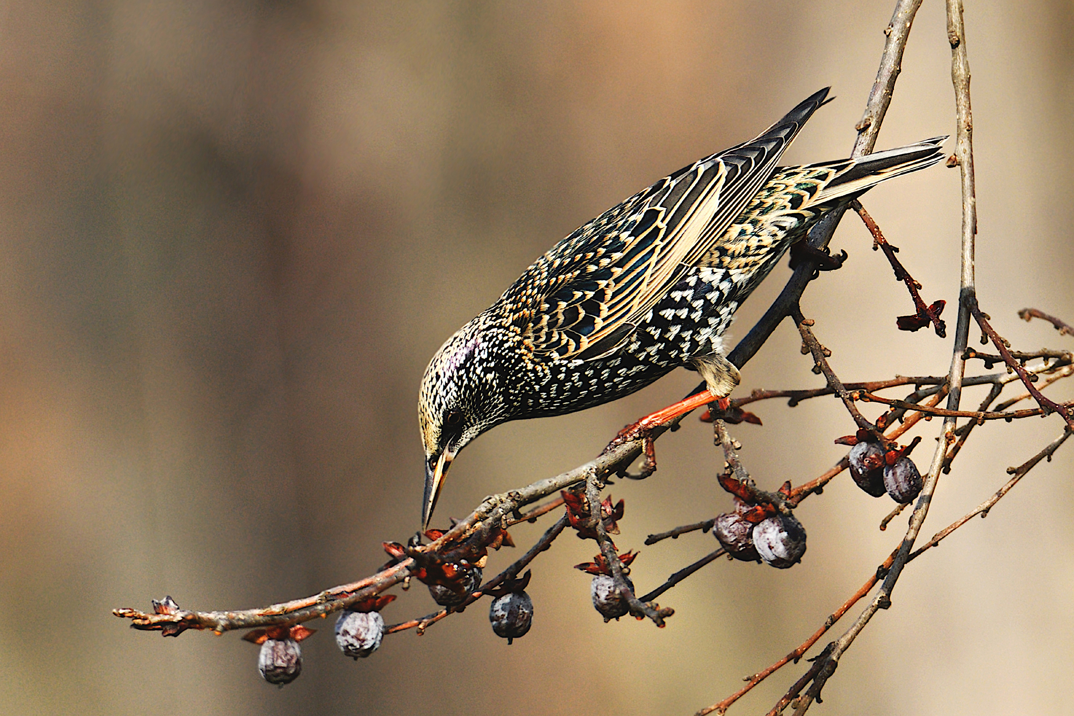 Starling