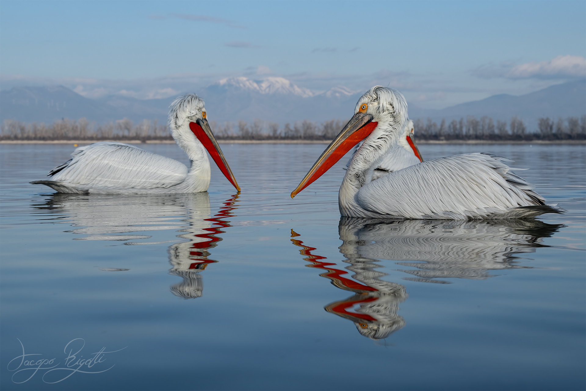 Dalmatian pelican