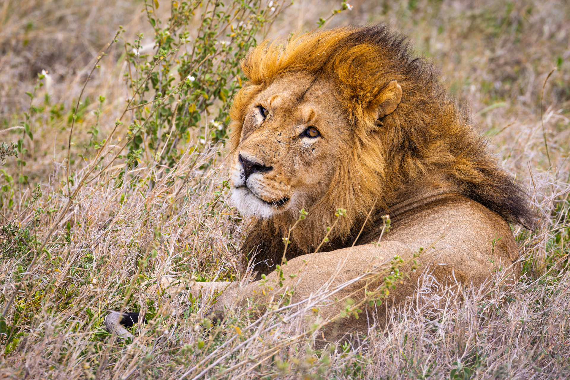 Relax... Il duro lavoro del Leone