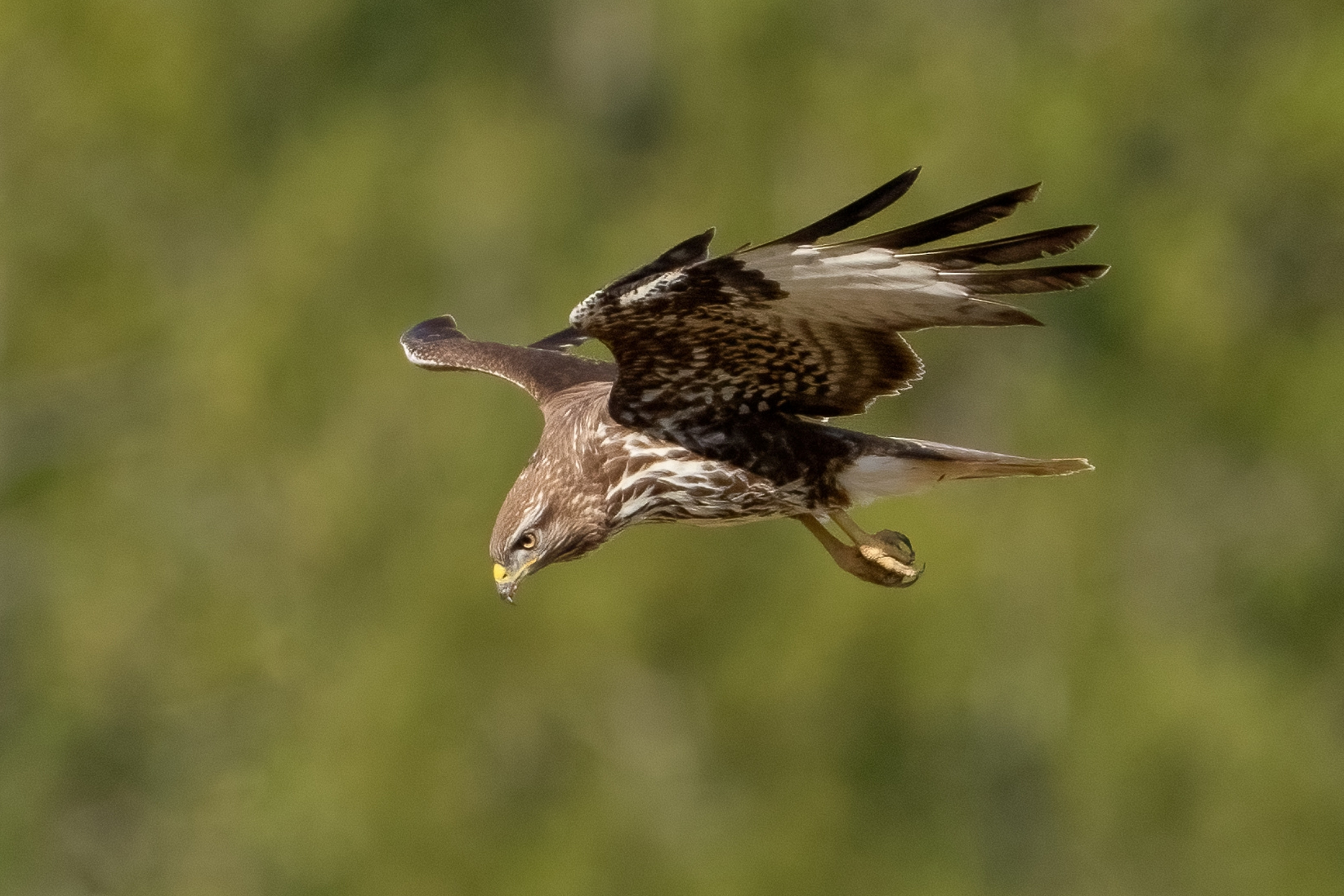 Buzzard (Buteo buteo)