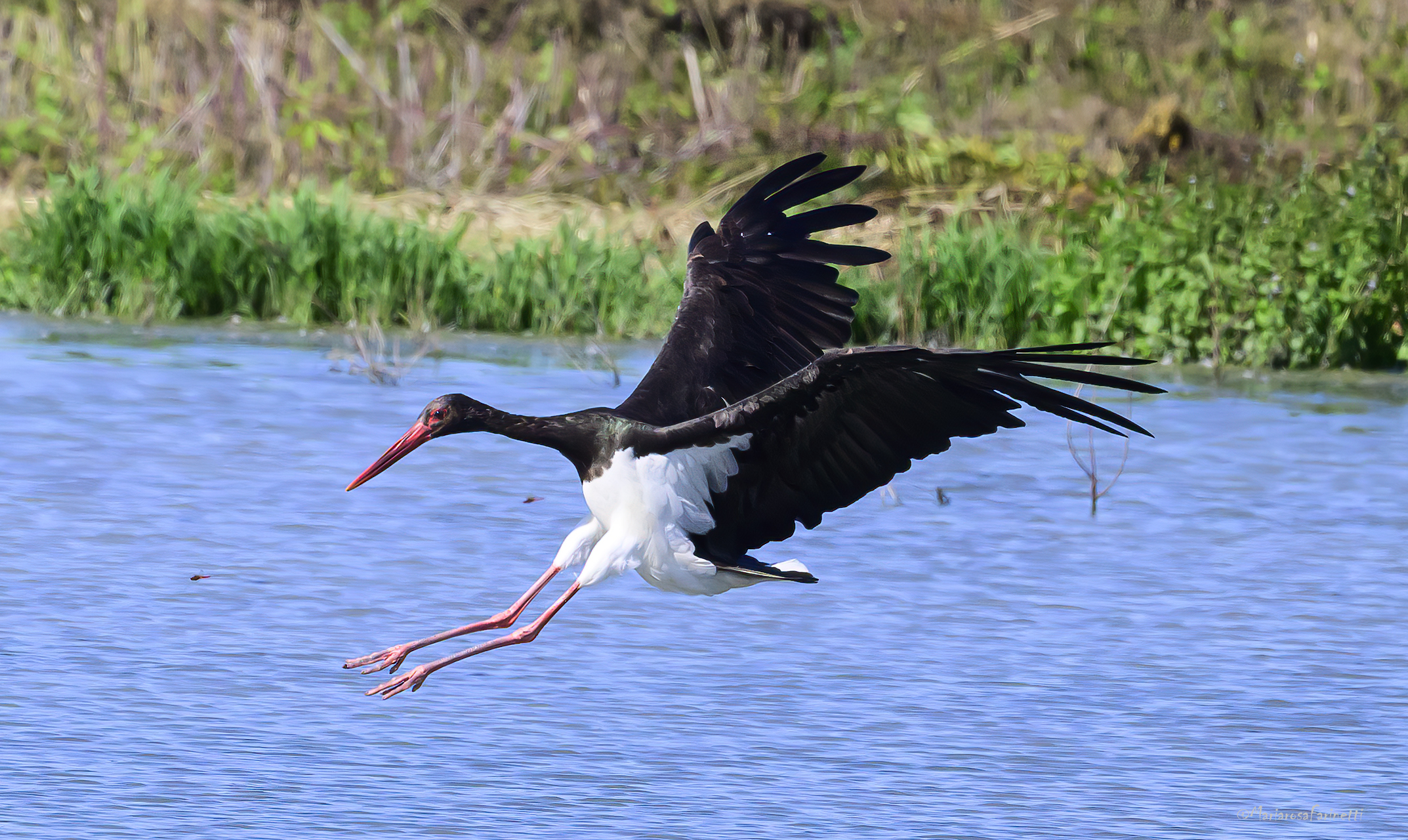 Cicogna nera in atterraggio