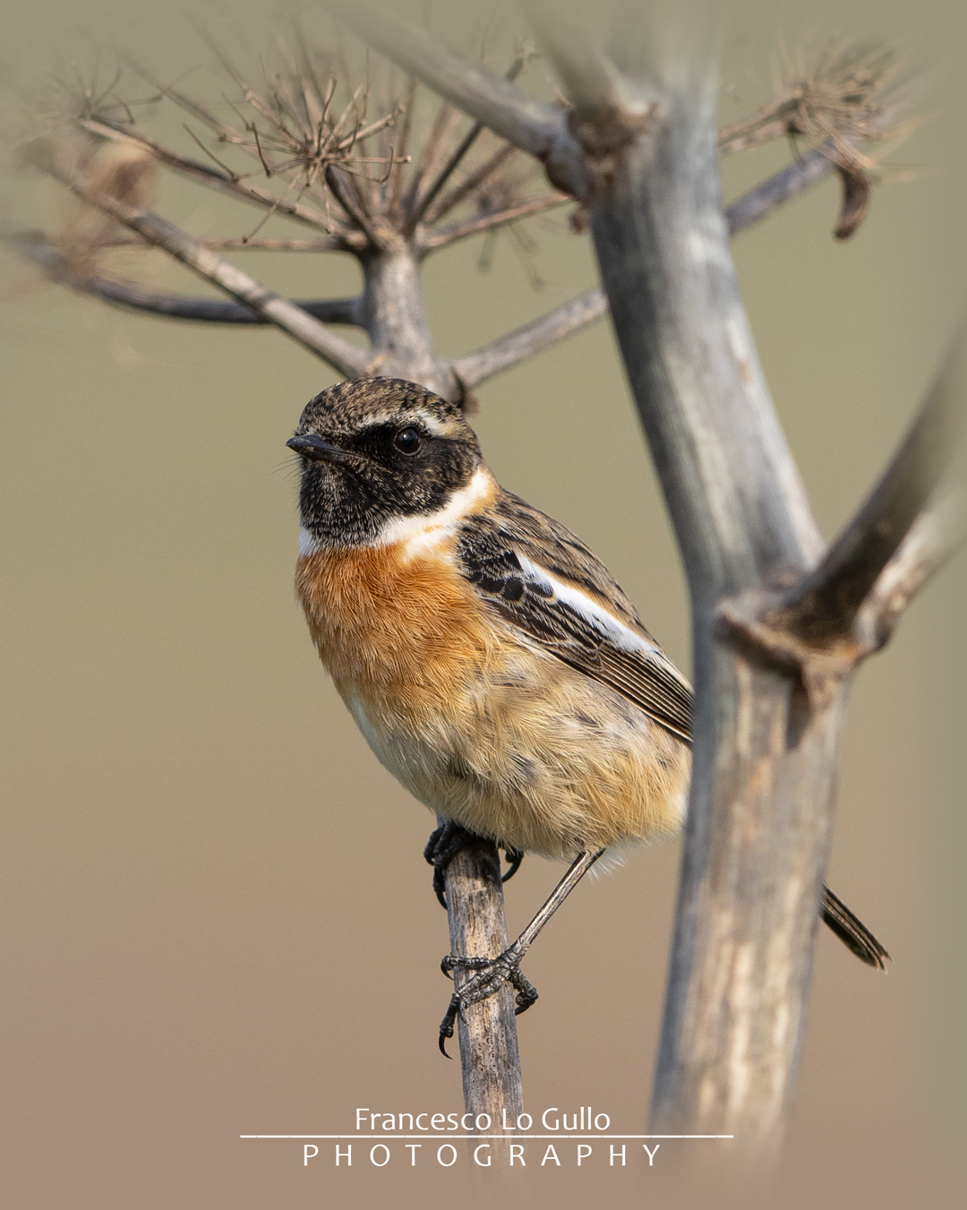 Saxicola Torquatus