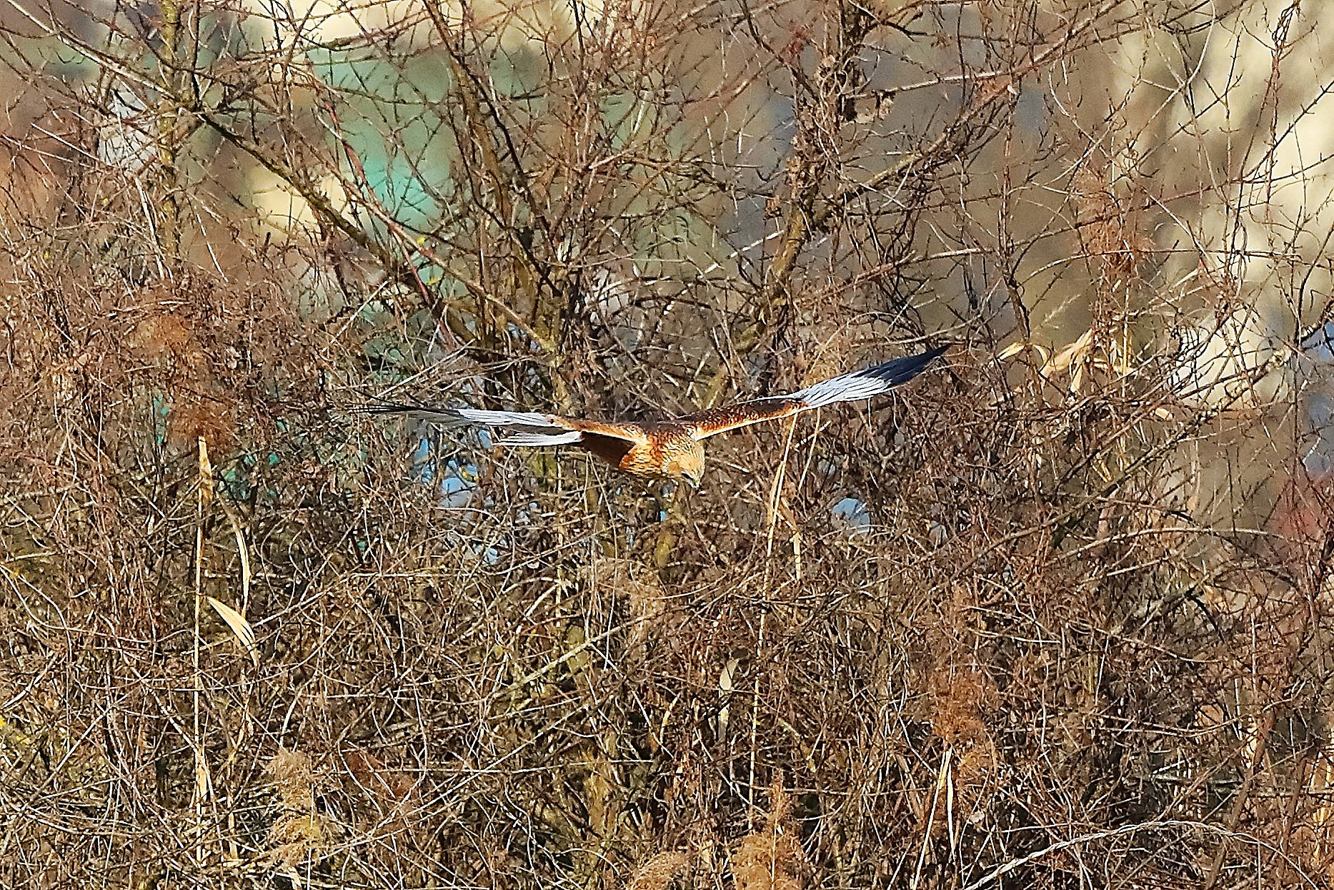 Falco di palude M 03 febbraio 2023 - 0114