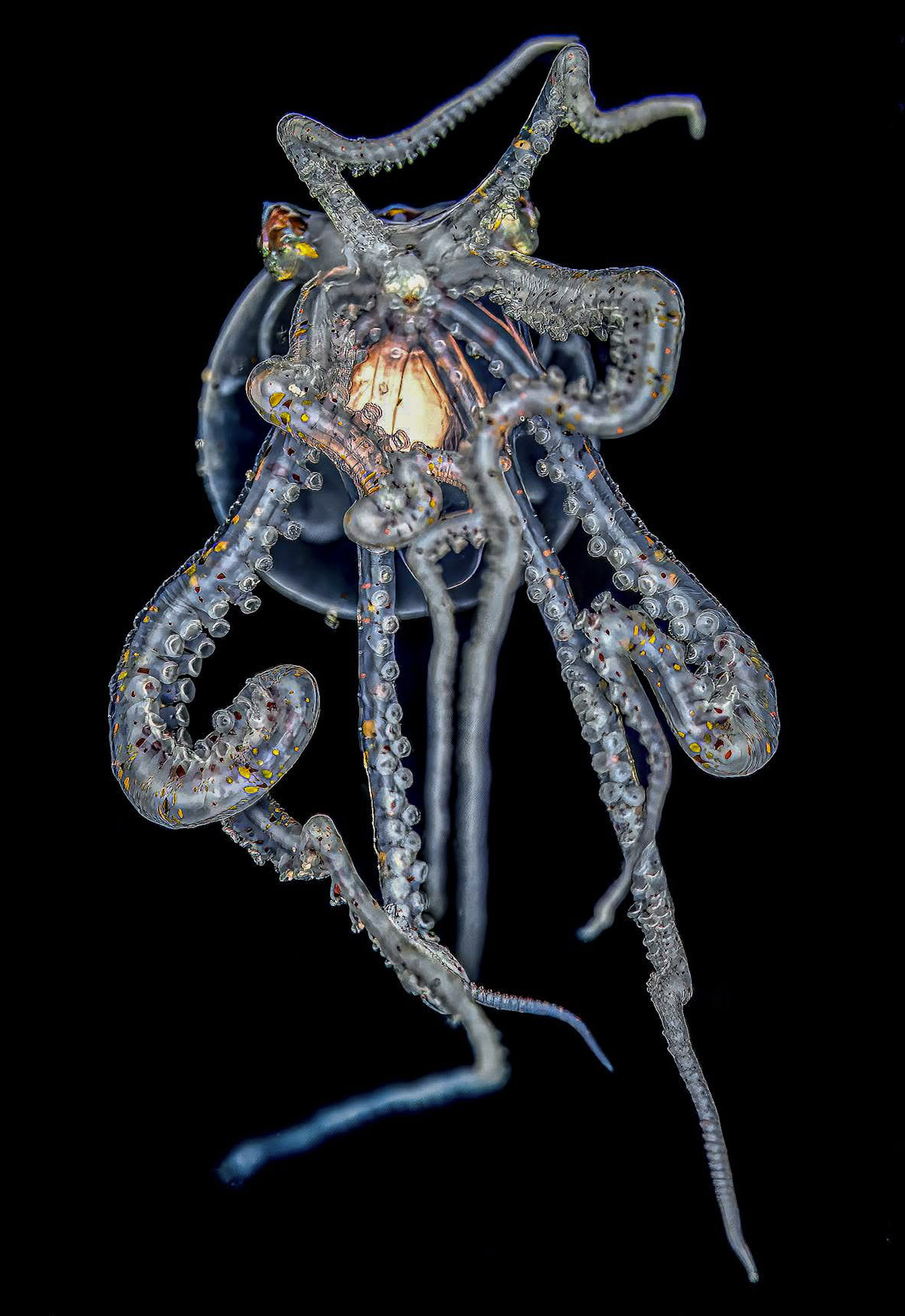 Wunderpus photogenicus Philippines , Anilao Isotta h