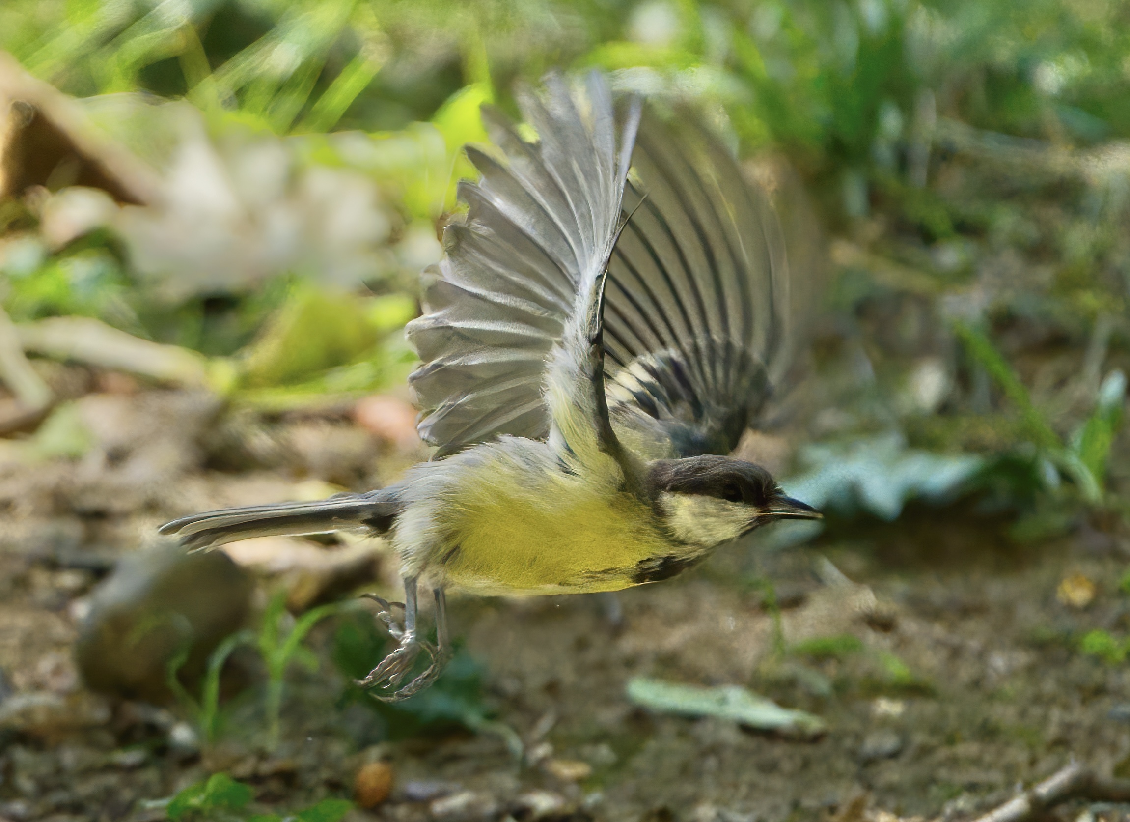 Cinciallegra in volo