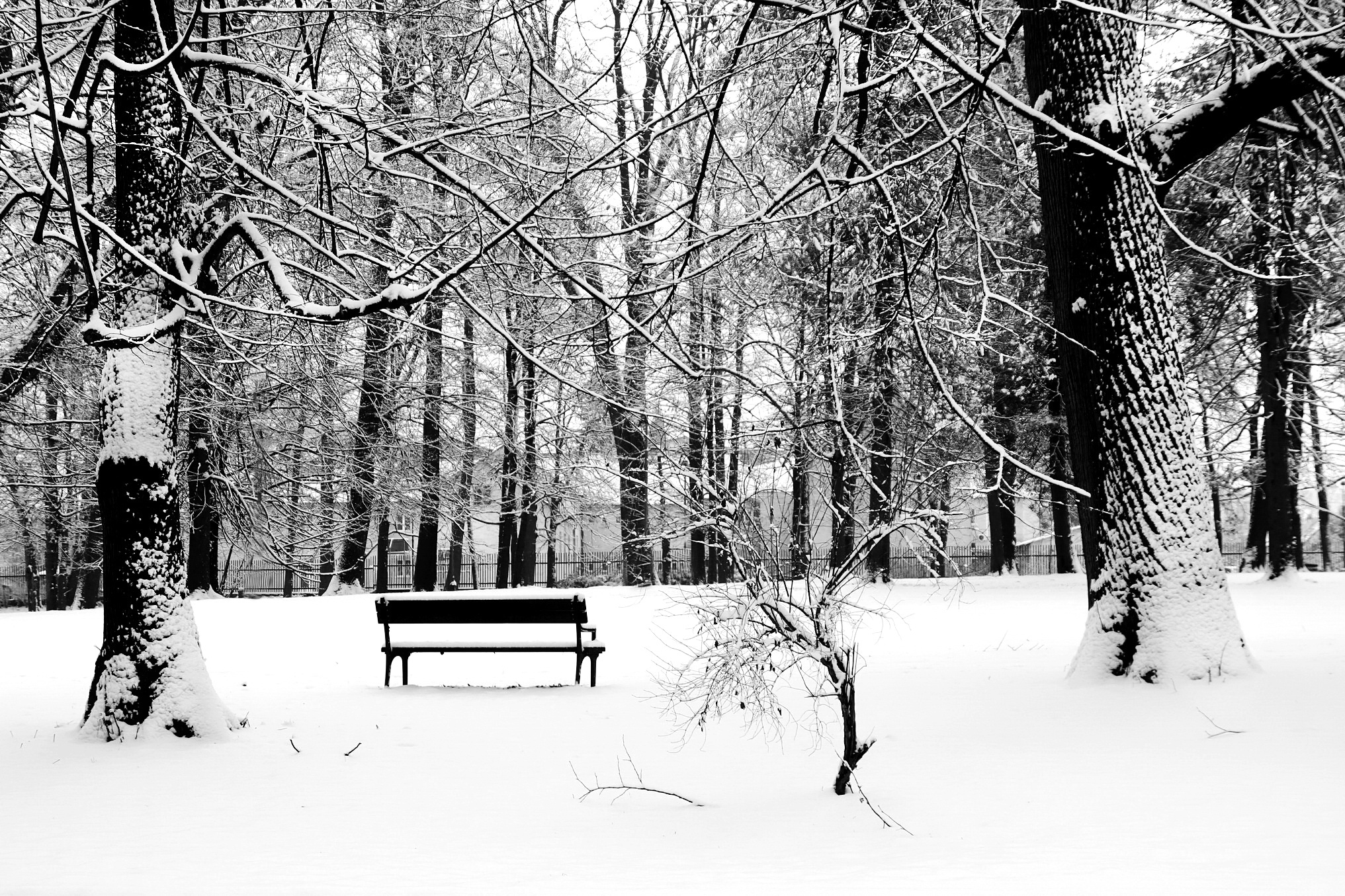 winter in the park