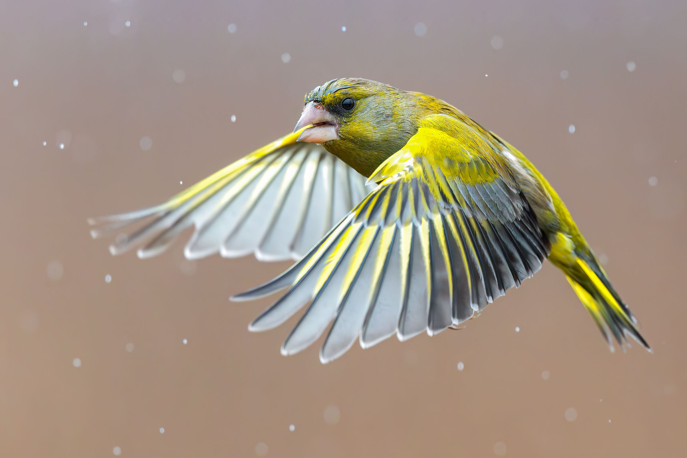Greenfinch