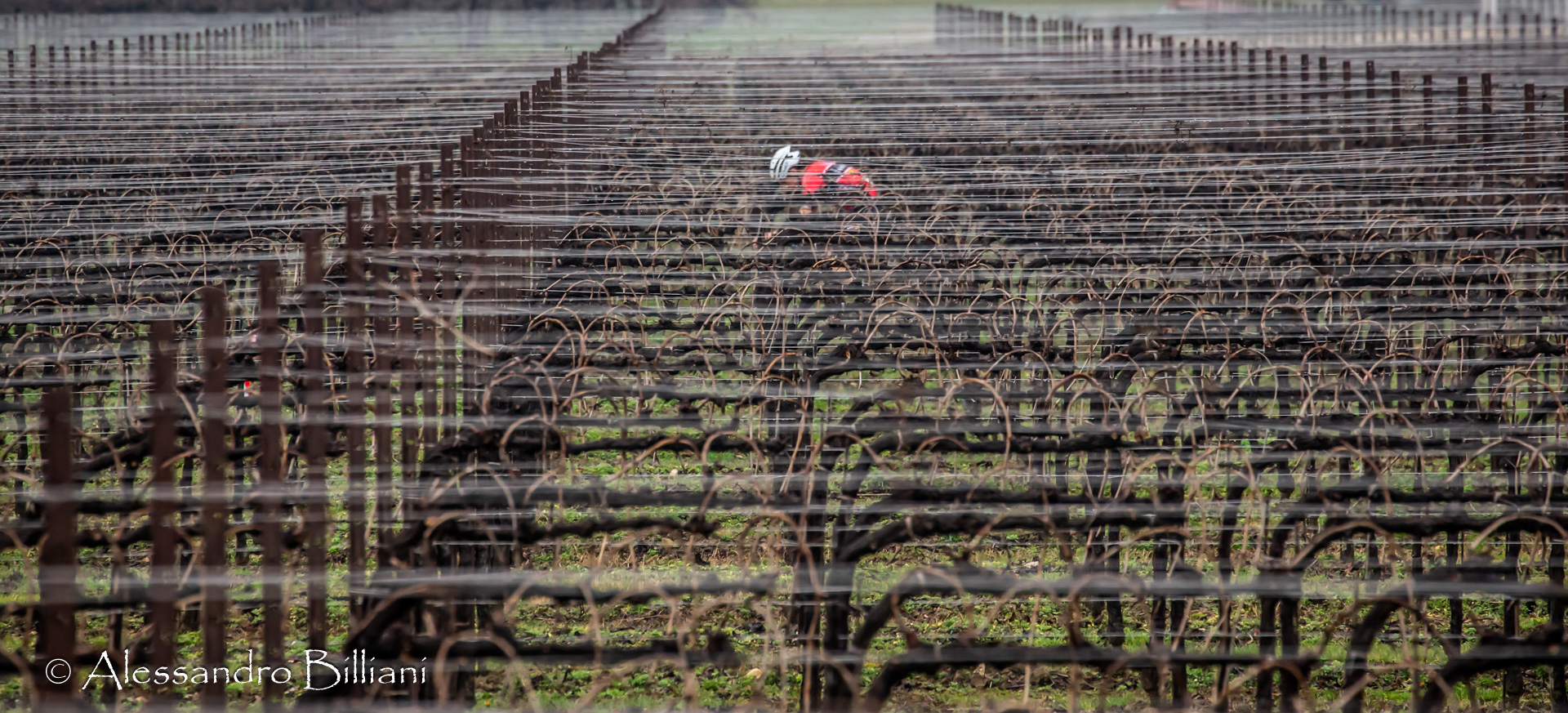 Corendo tra Vigneti 2