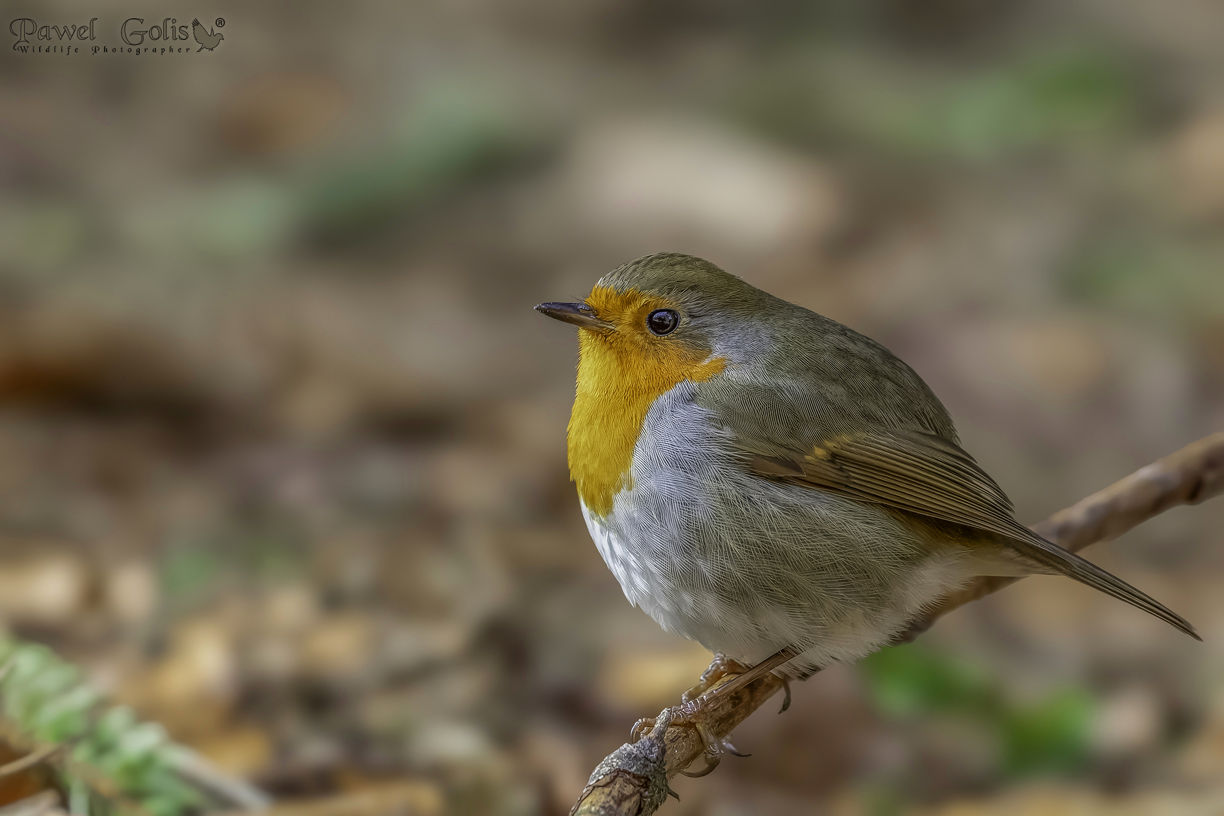 Pettirosso europeo (Erithacus rubecula)