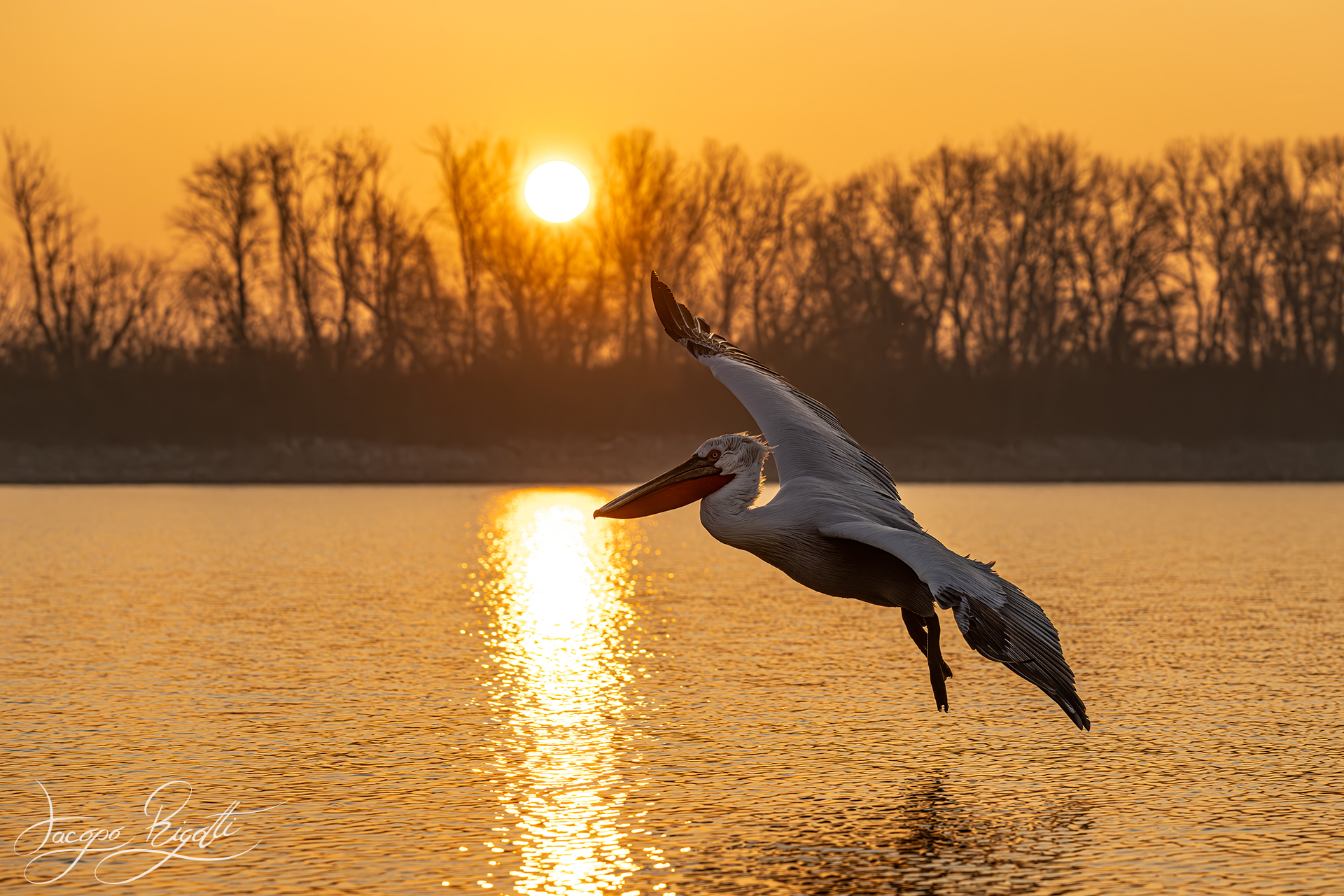 Dalmatian pelican at sunrise