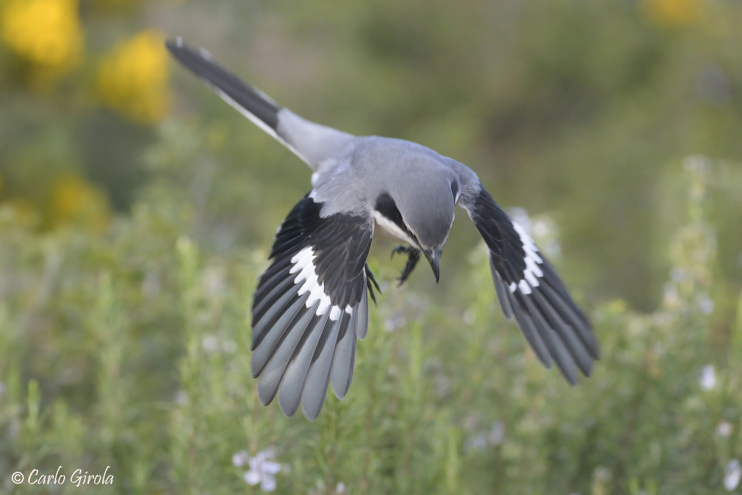 Southern Shrike (Lanius meridionalis)
