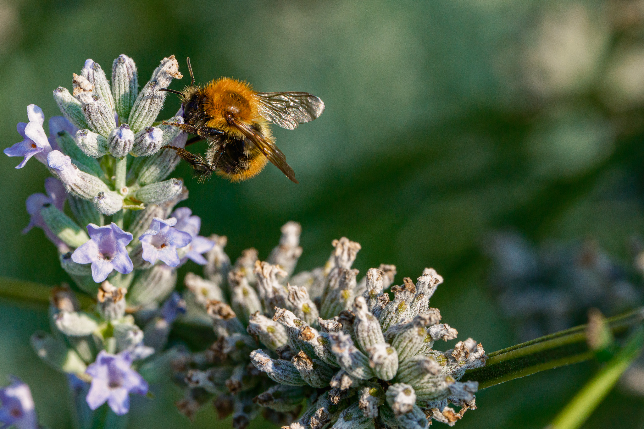 Insects of the Rio Bianco