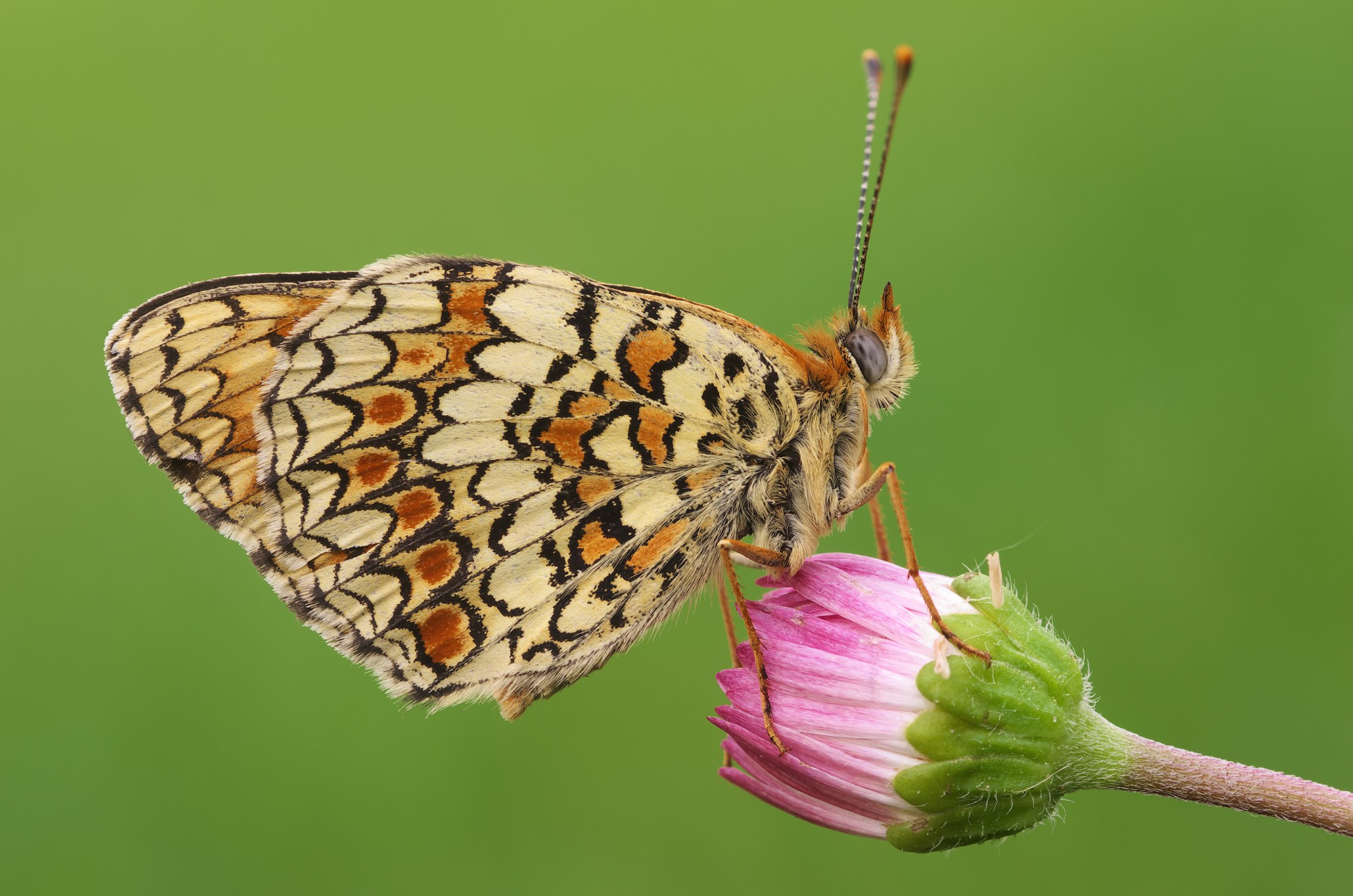 Melitaea febe