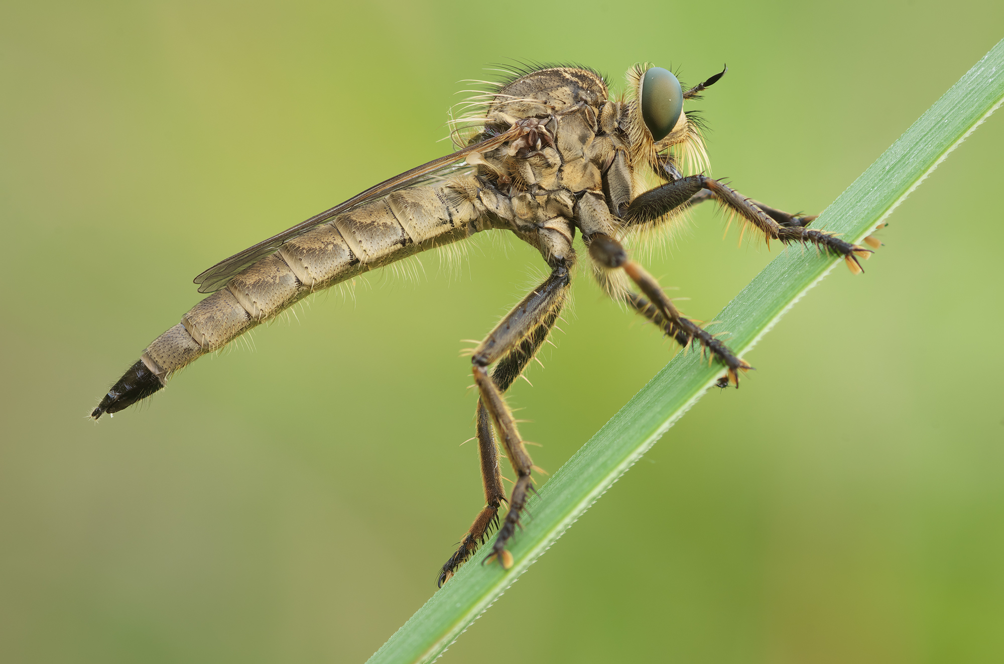 Asilidae