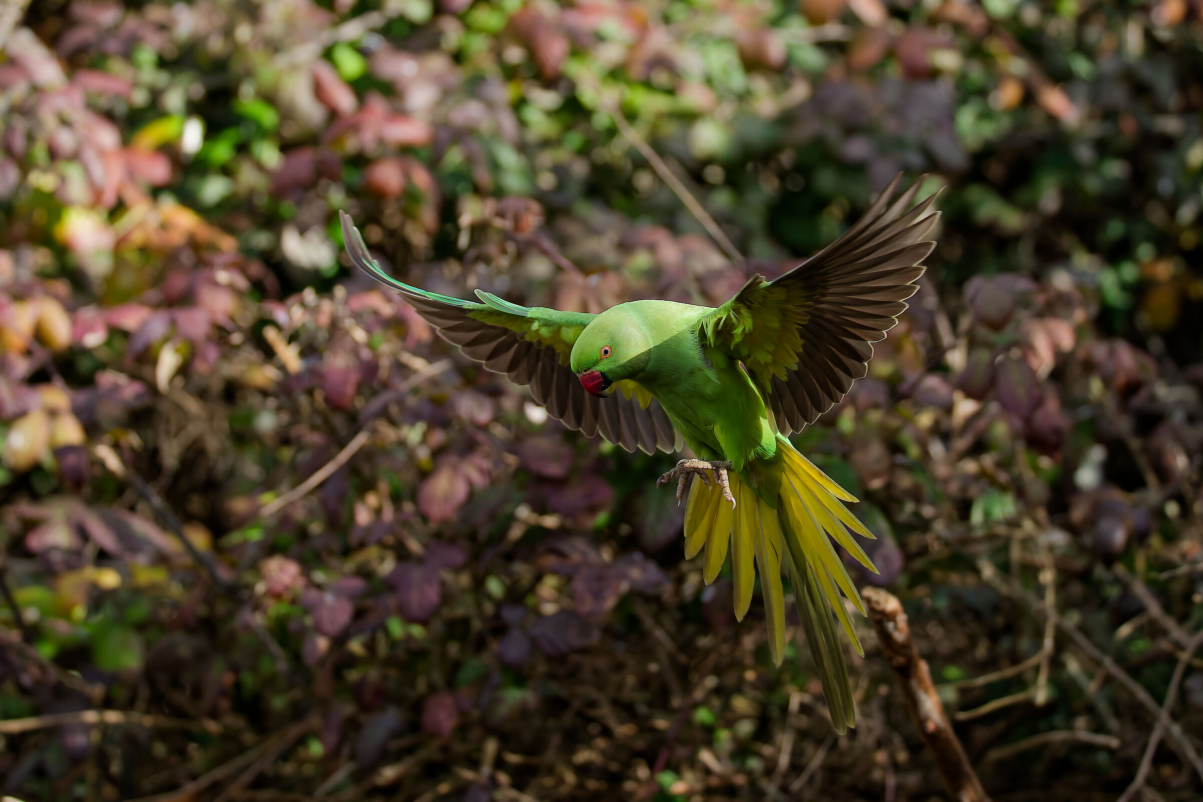 Wild parakeet