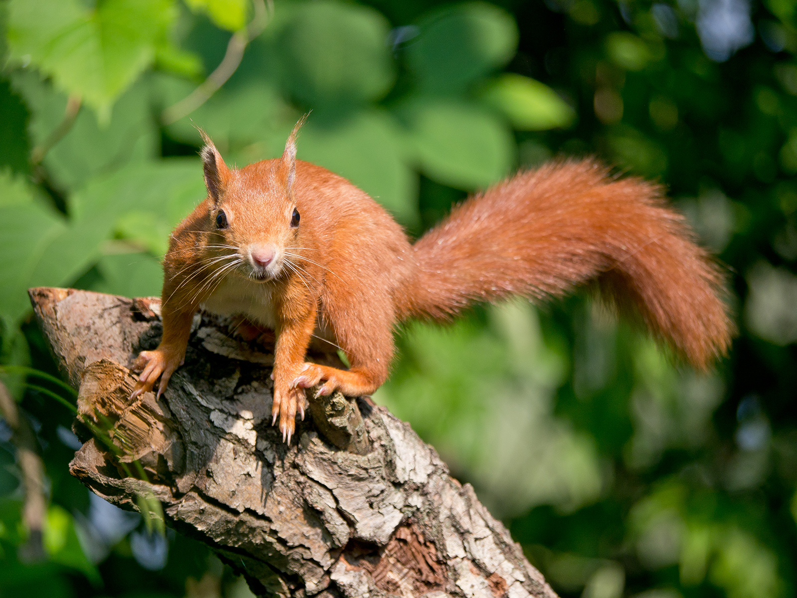 Scoiattolo rosso (giovane)
