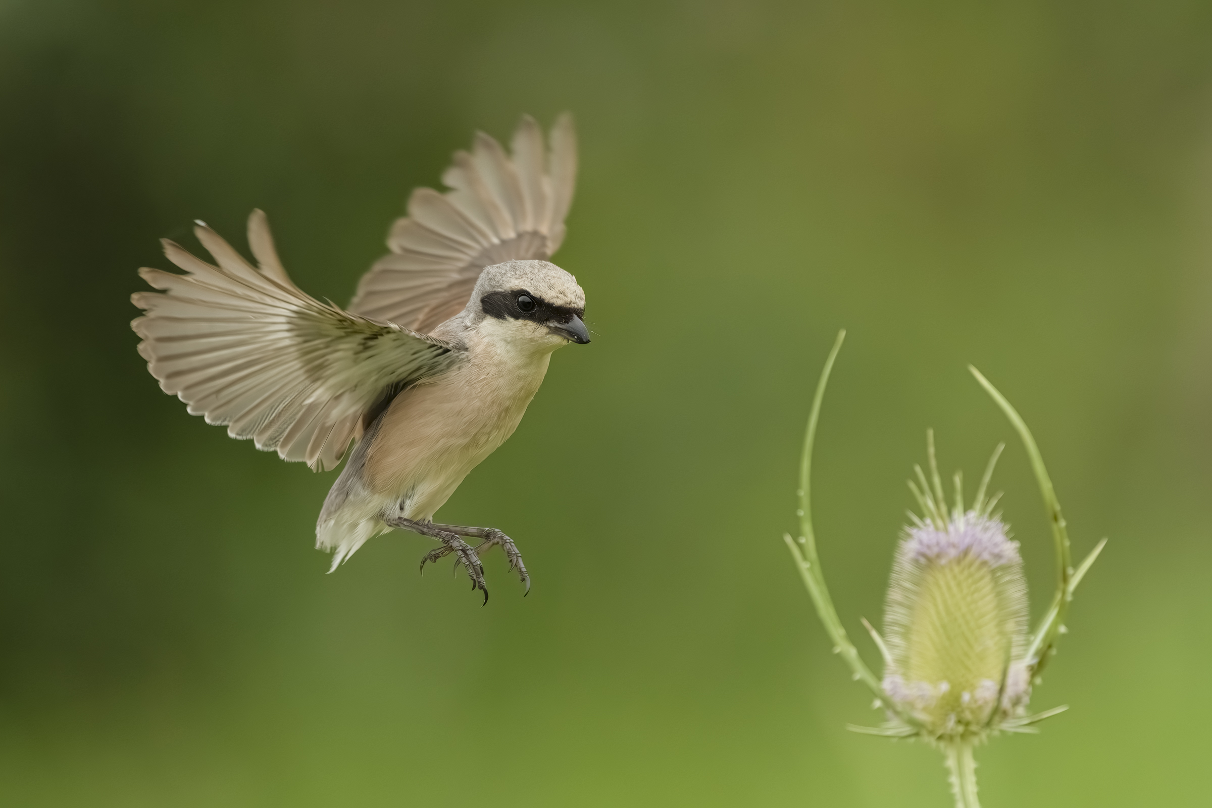 Red-backed shrike