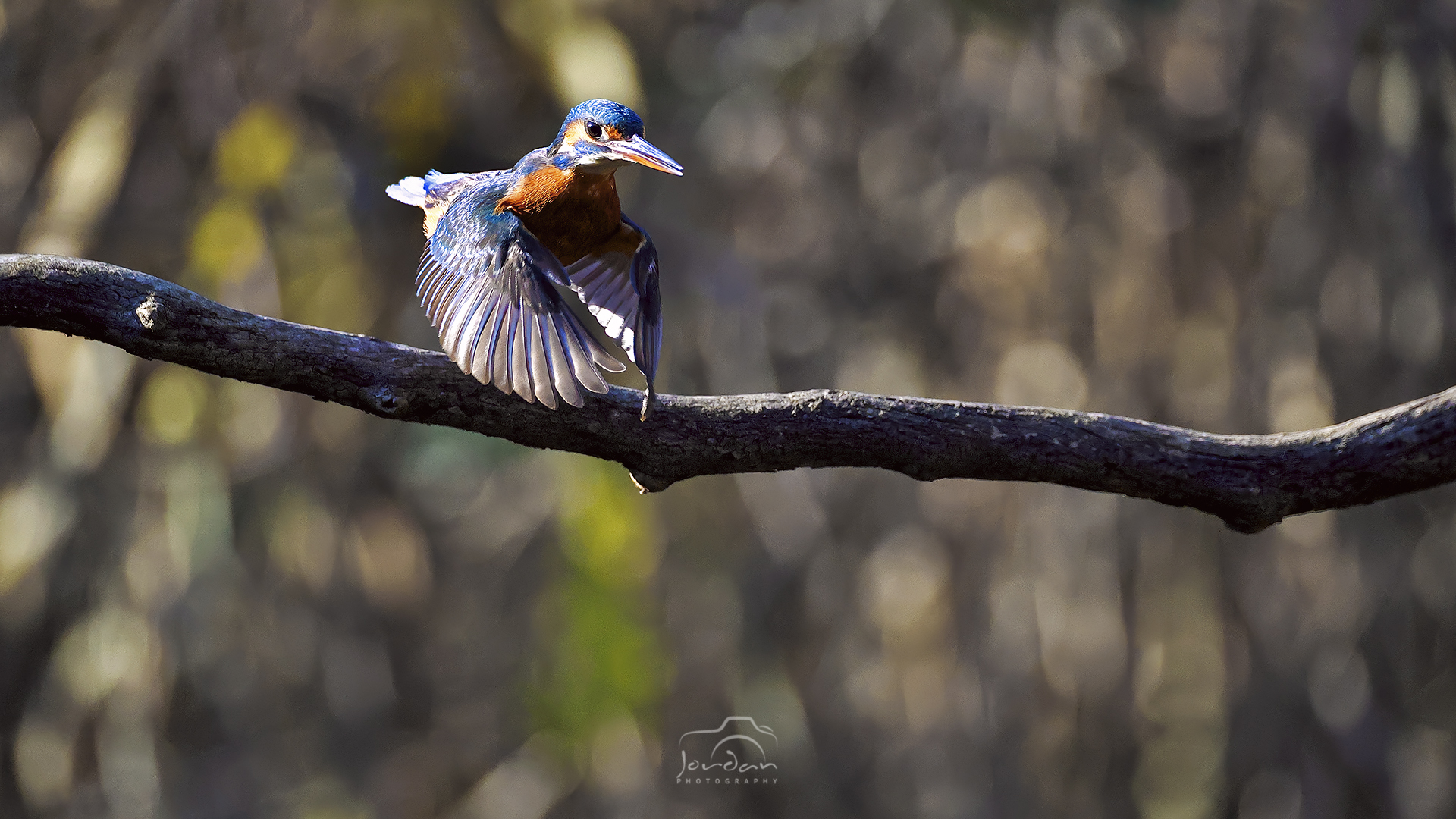 Martino in flight