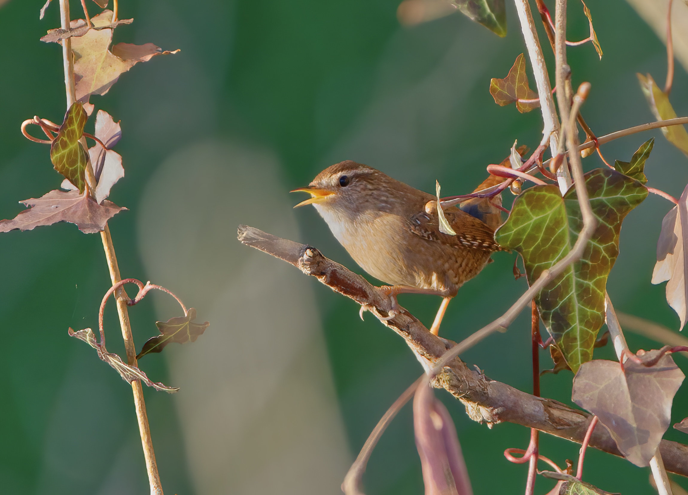 The song of the wren
