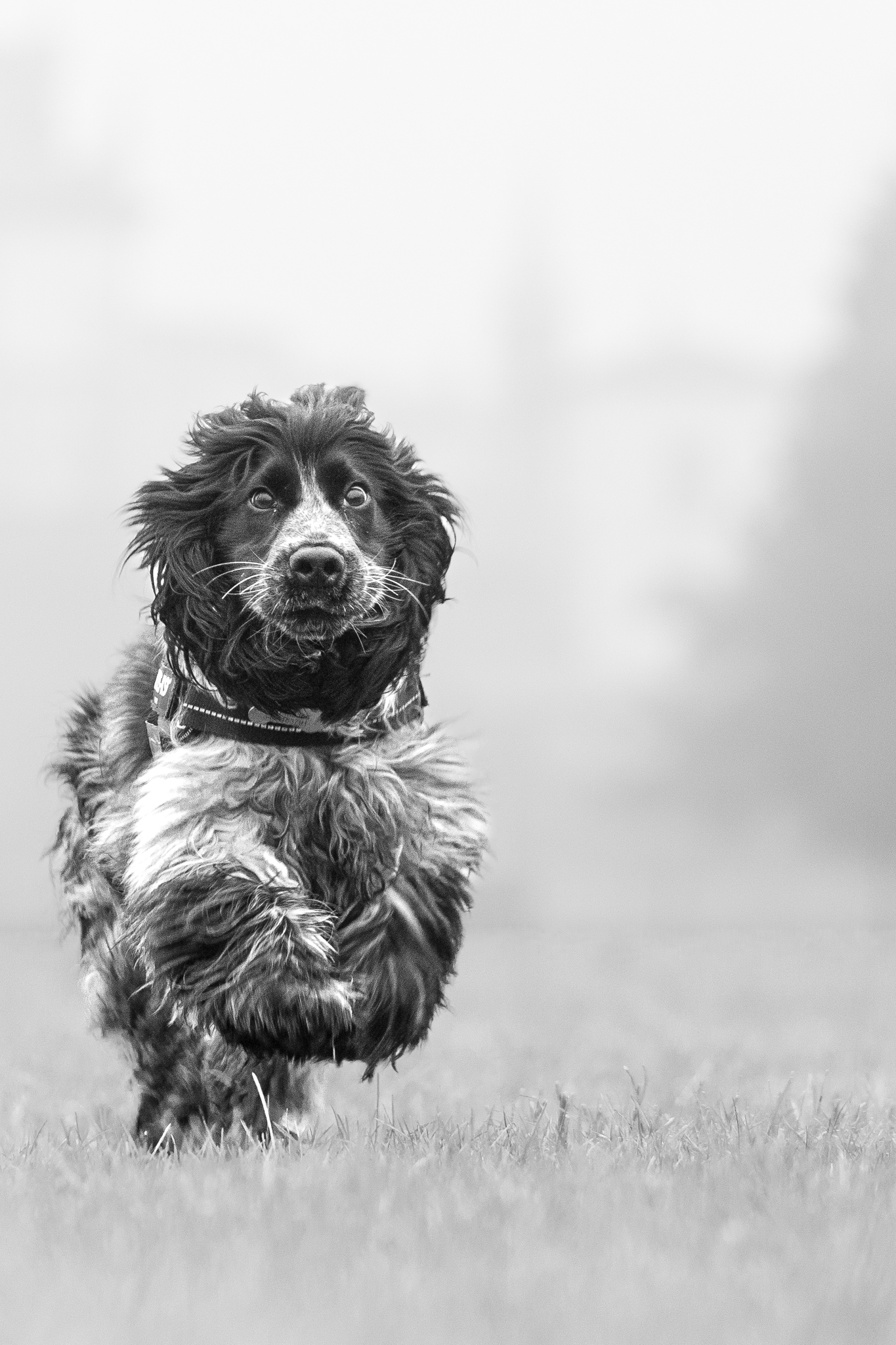 My dog.. EOS