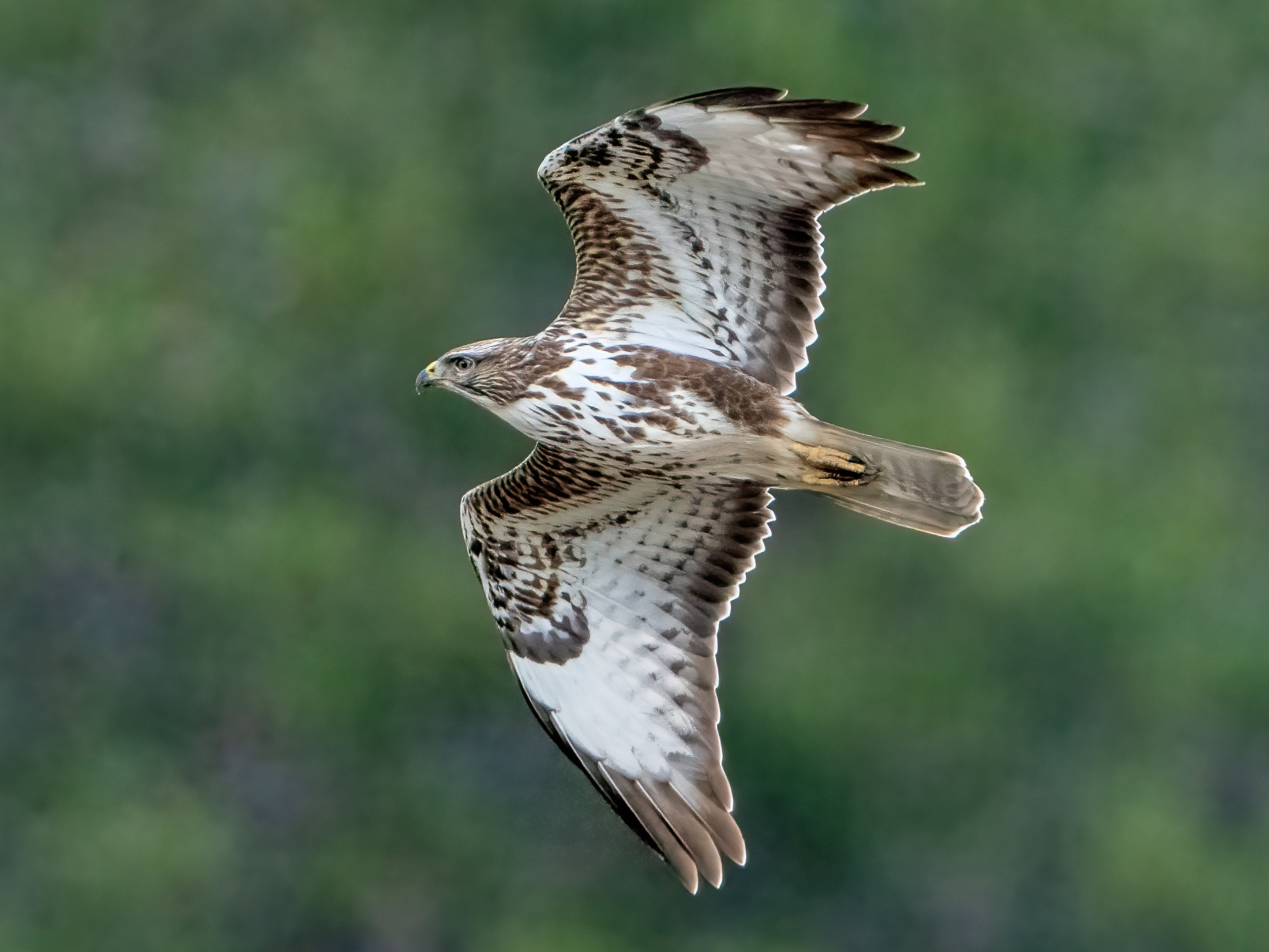 Poiana (Buteo buteo)