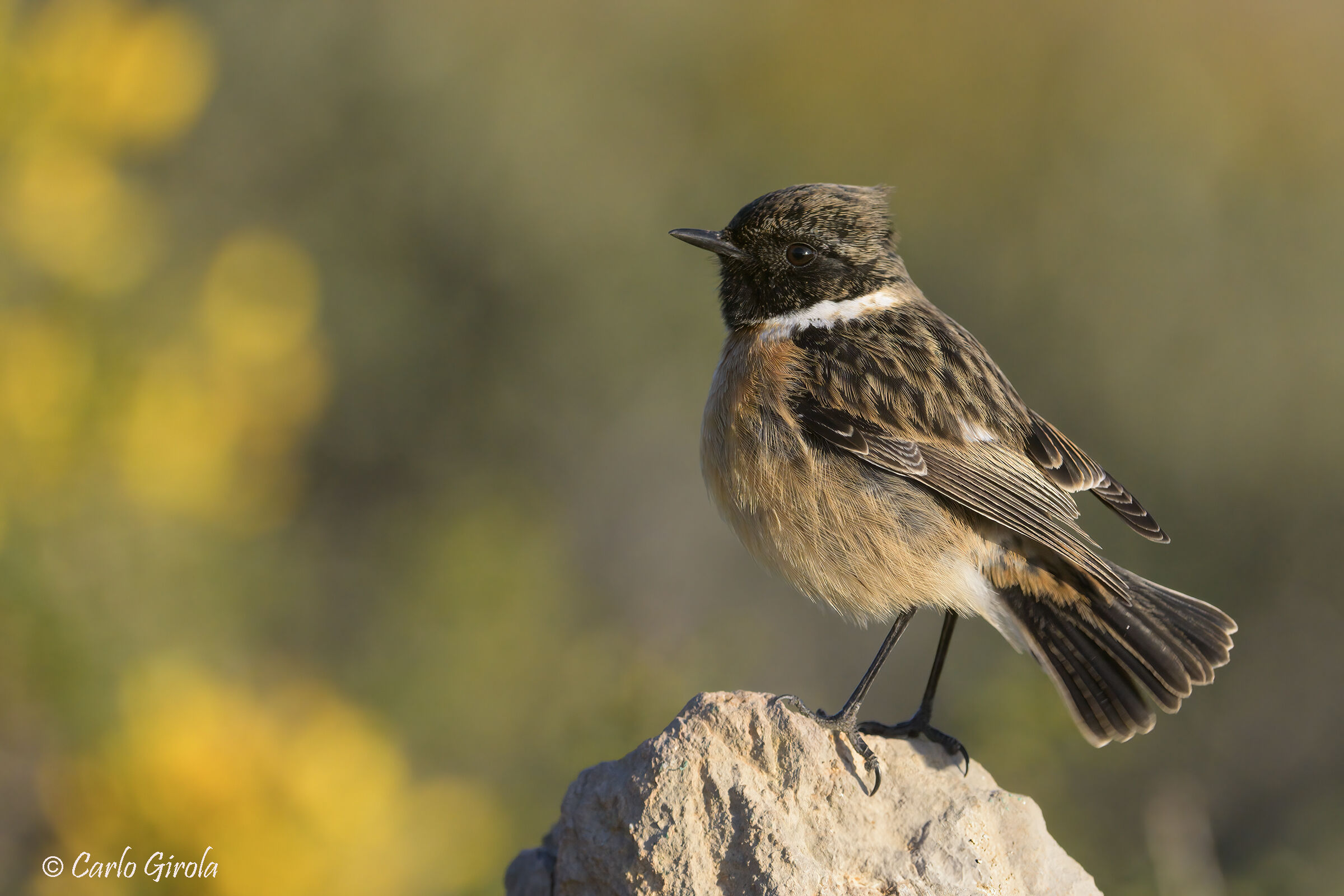 Stonechatter (Saxicola torquatus)