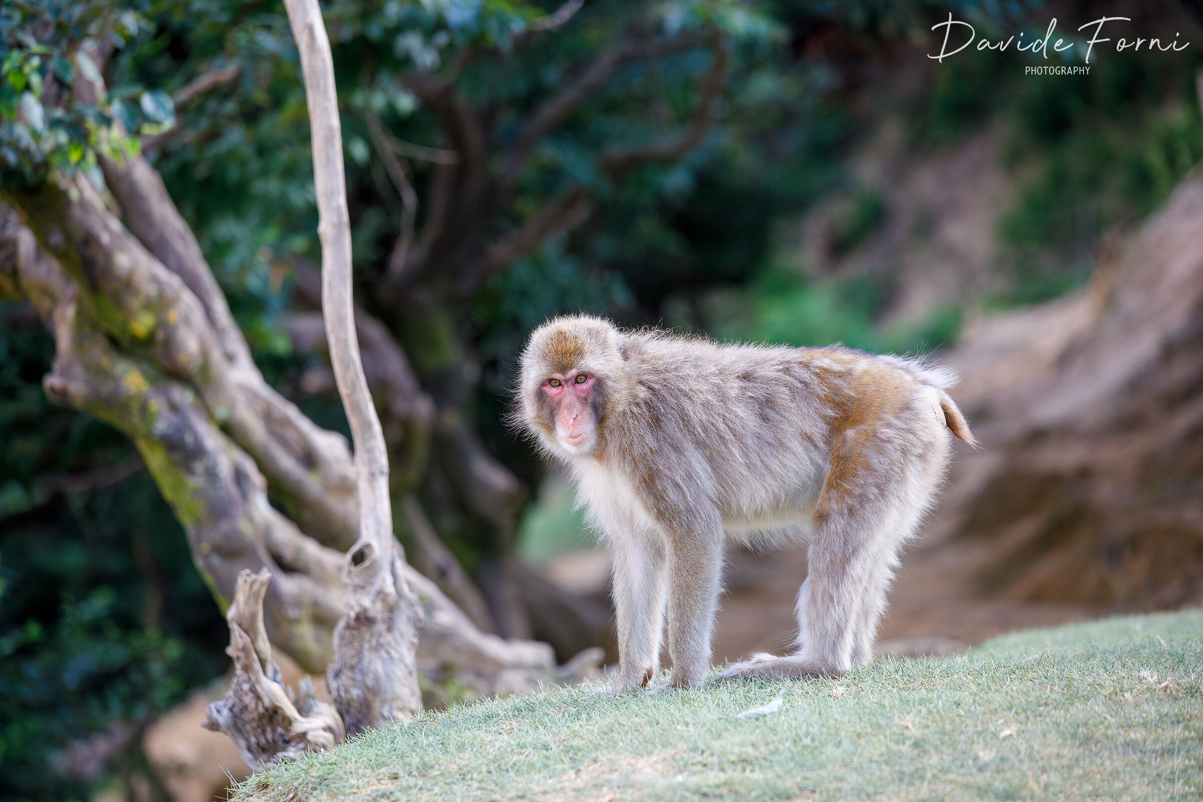 Macaco giapponese (Parco di Iwatayama)