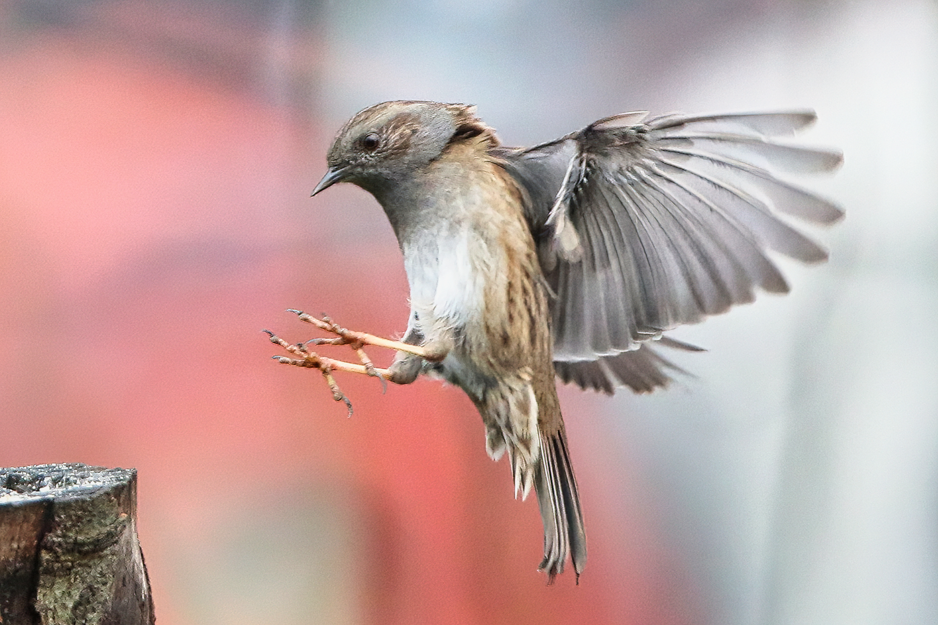 Scopaiola Sparrow (Prunella modularis)