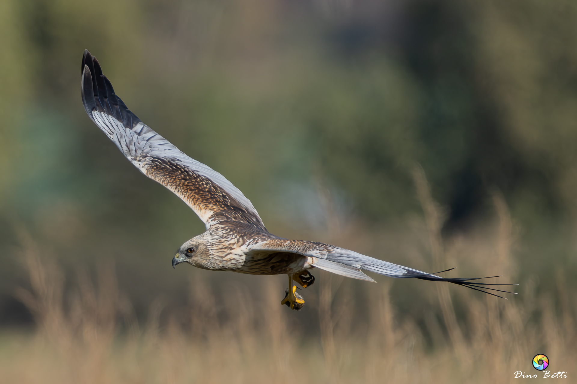 Falco di palude con cattura