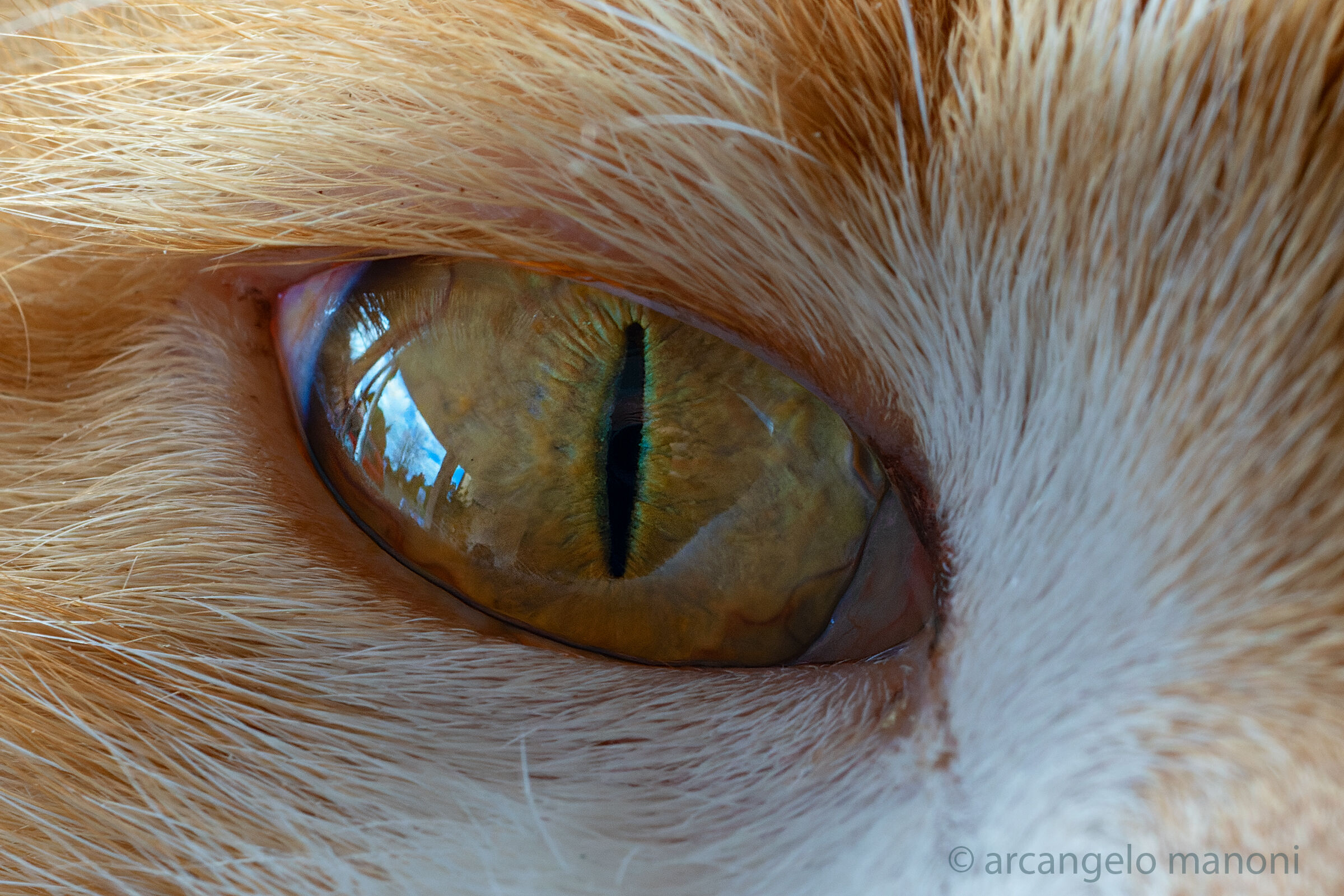 Il mio gatto mi guarda