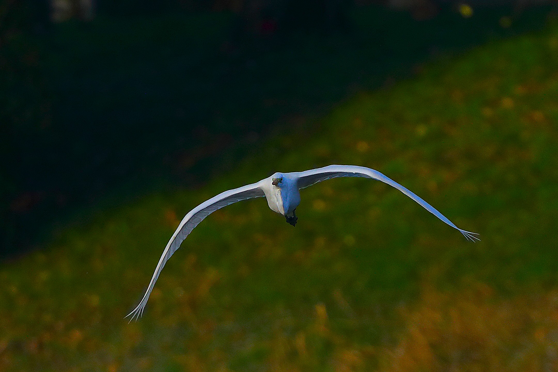 Airone BM 09 novembre 2024 - 0212