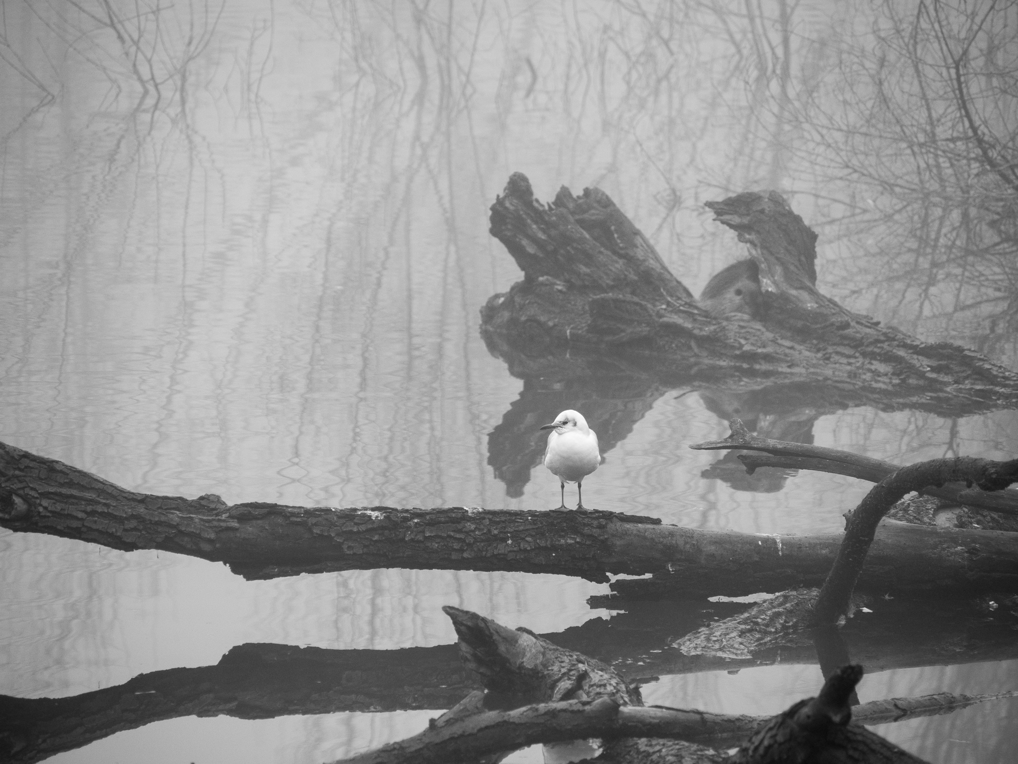 solitudine