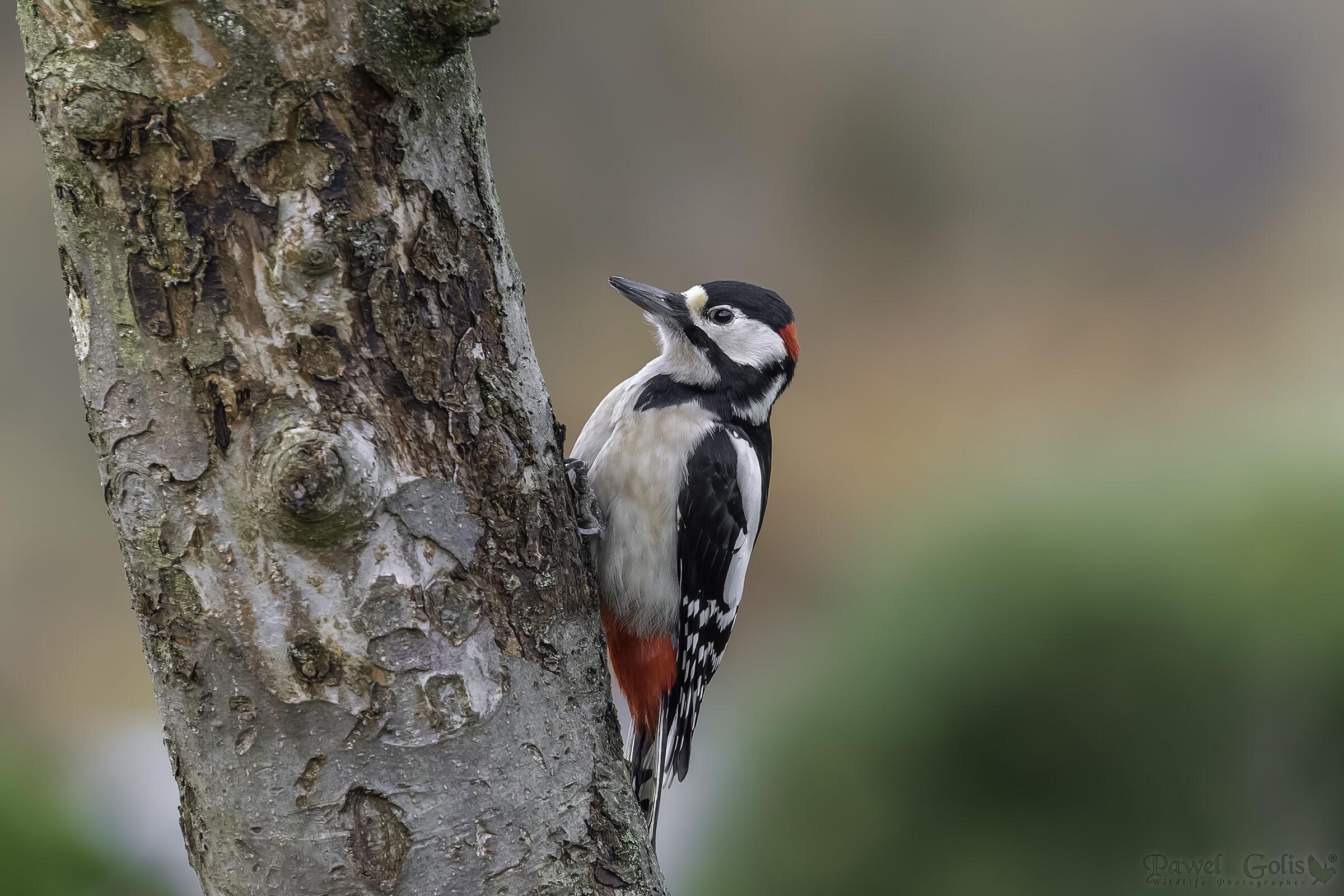 Il picchio rosso maggiore (Dendrocopos major)