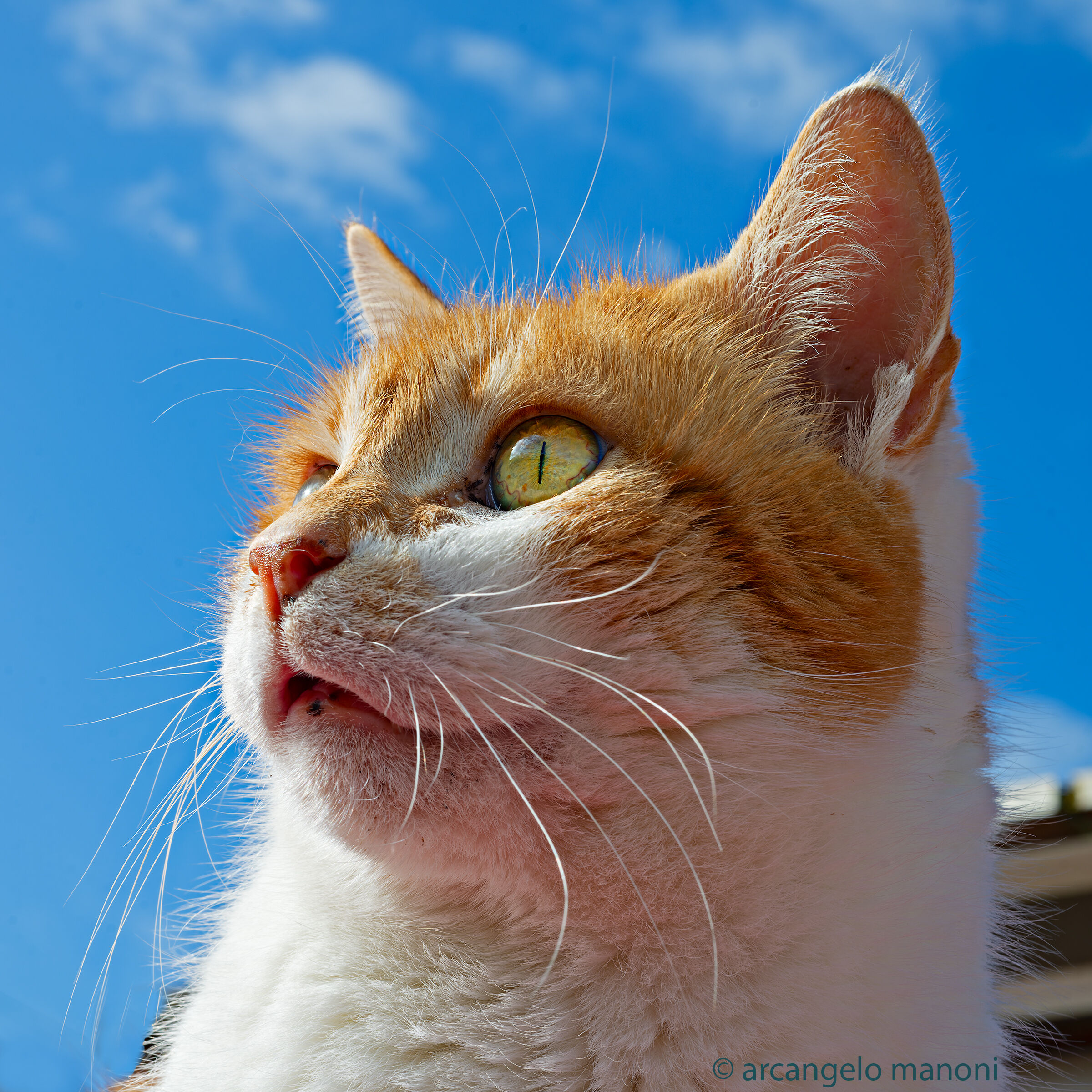 Ritratto al mio gatto