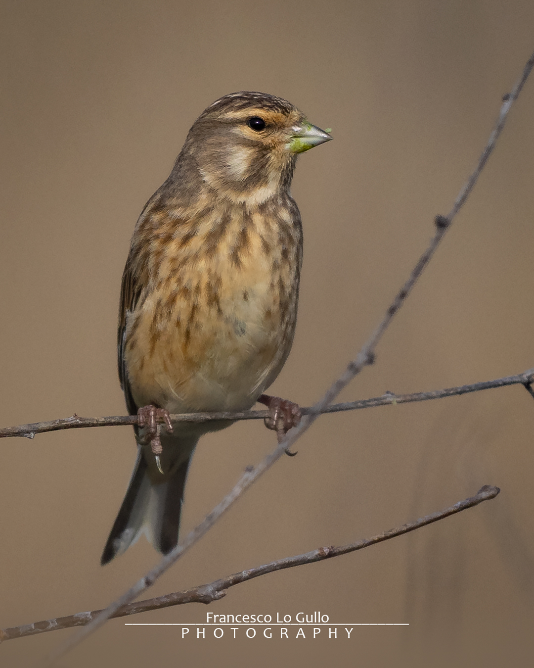 Fanello Linaria Cannabina