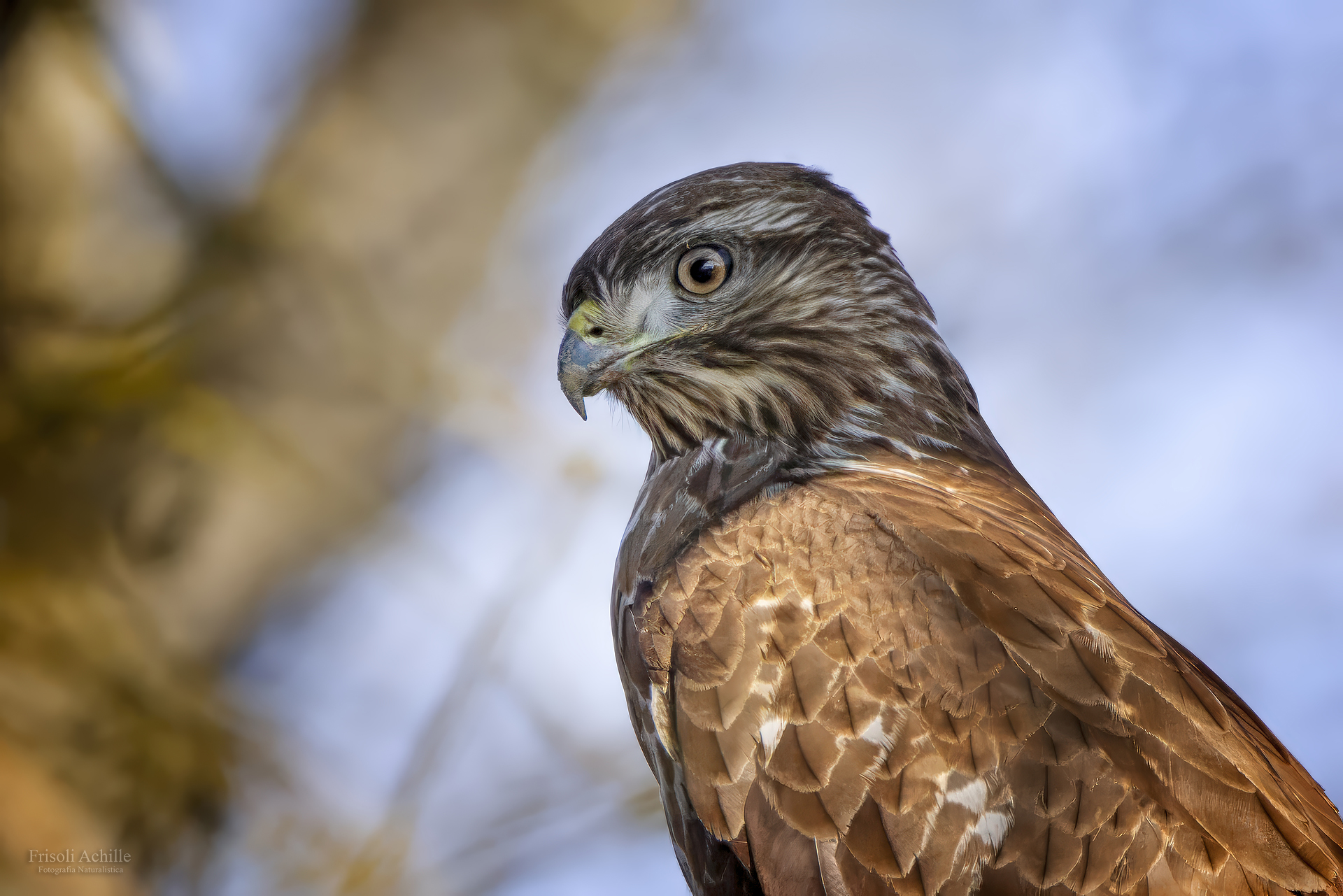 Buzzard