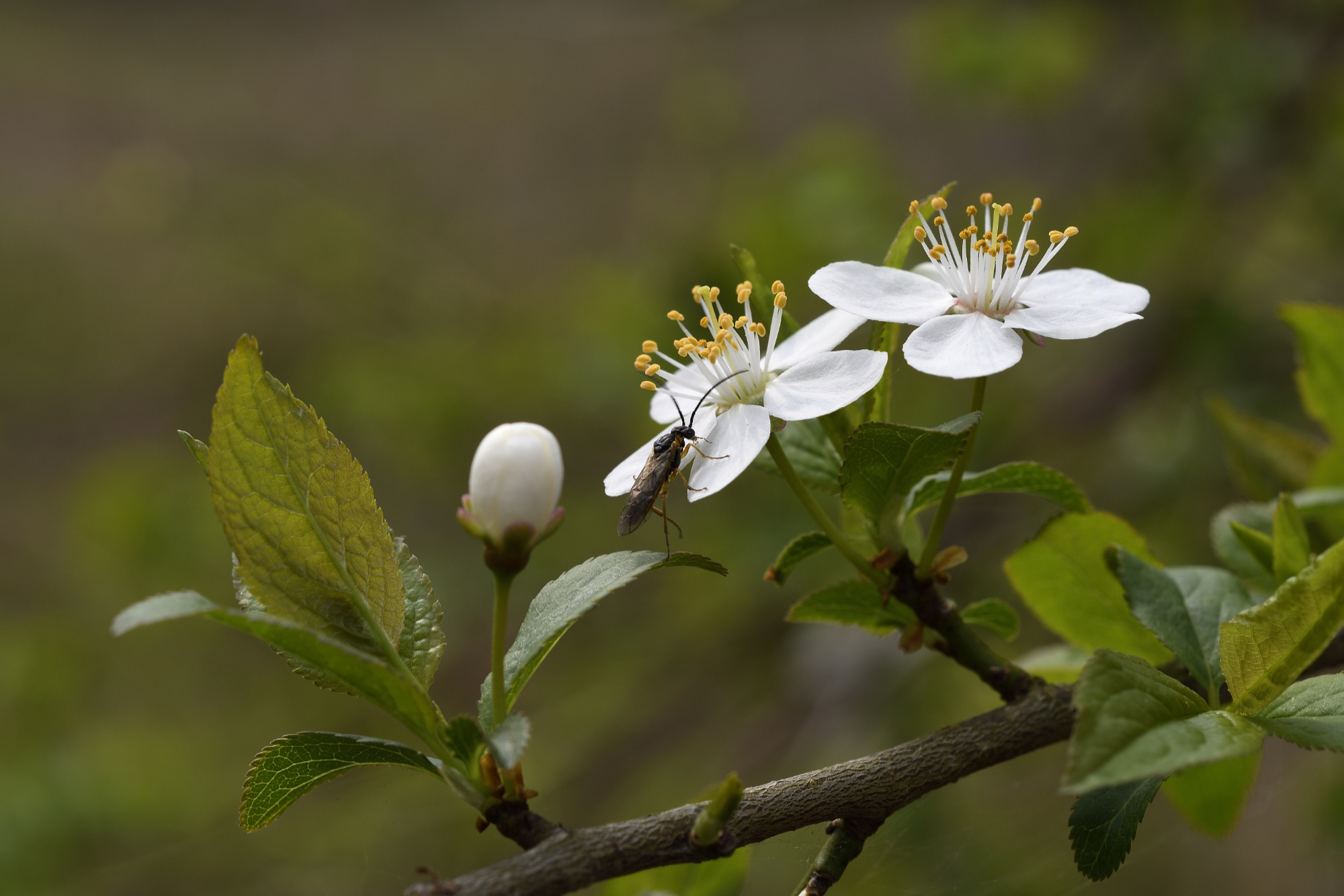 On the plum tree