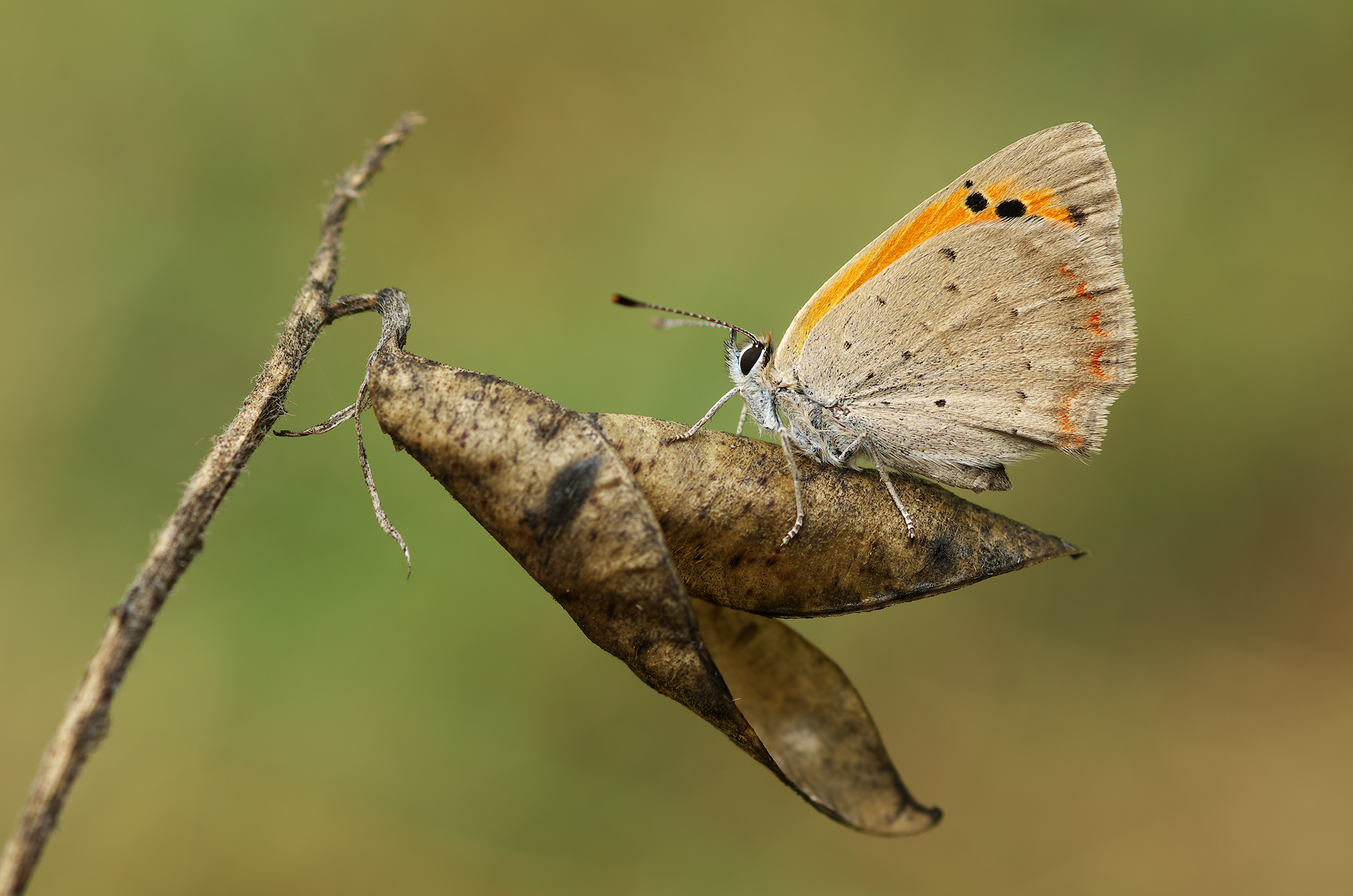Lycaena phlaeas