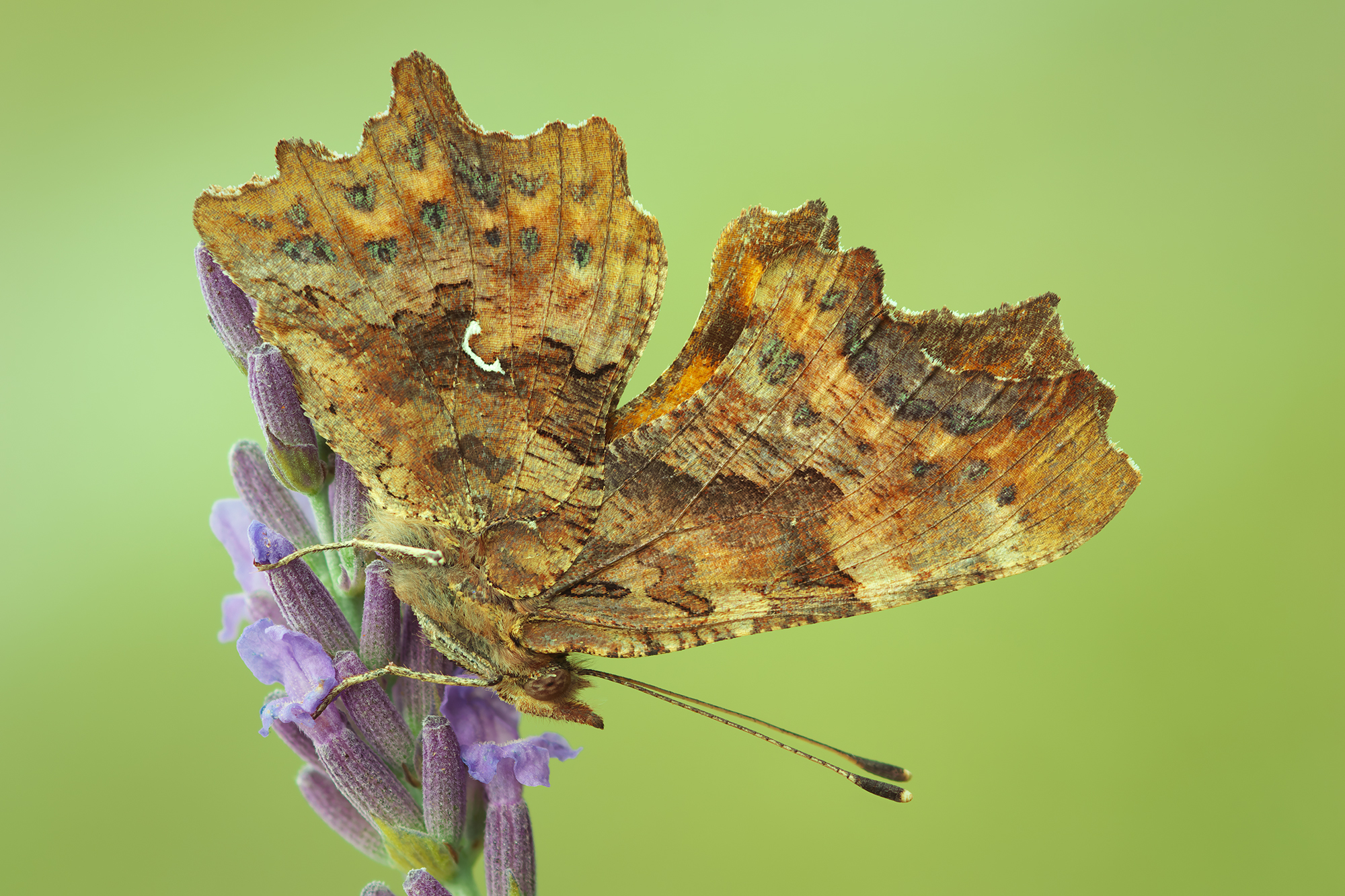 Polygonia c-album