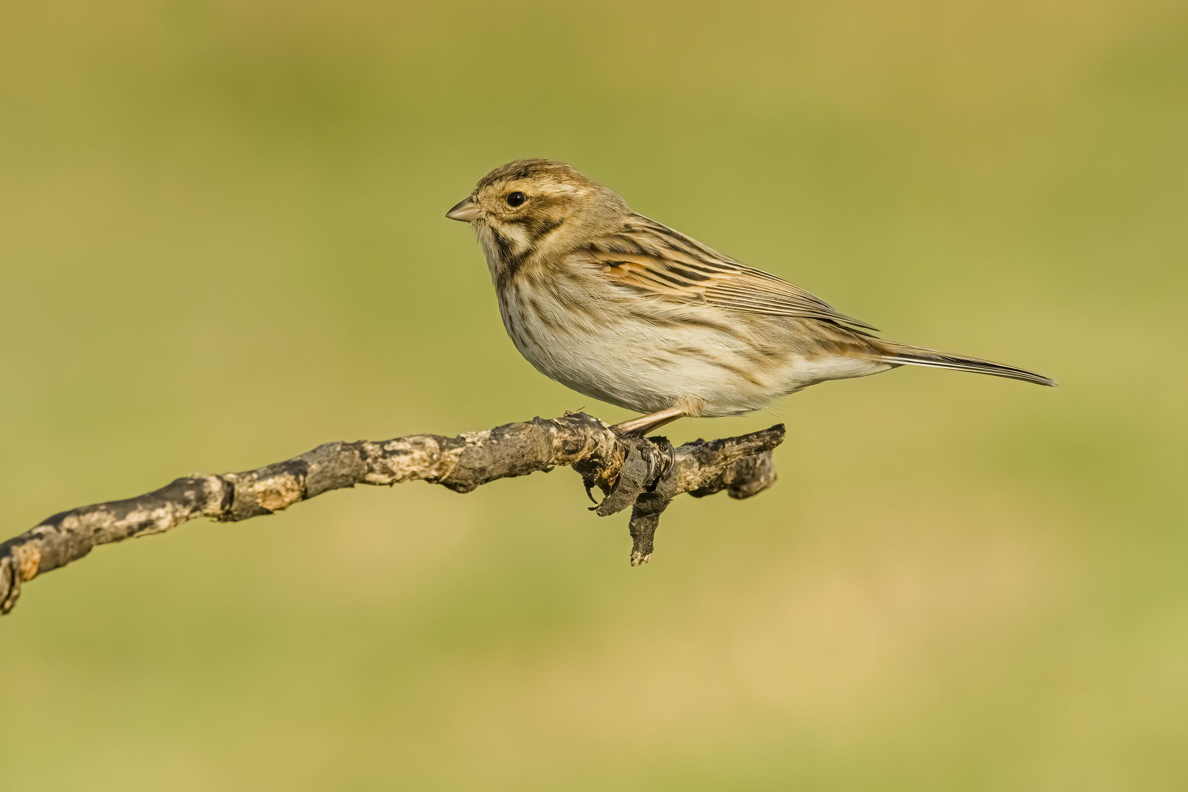Migliarino di palude