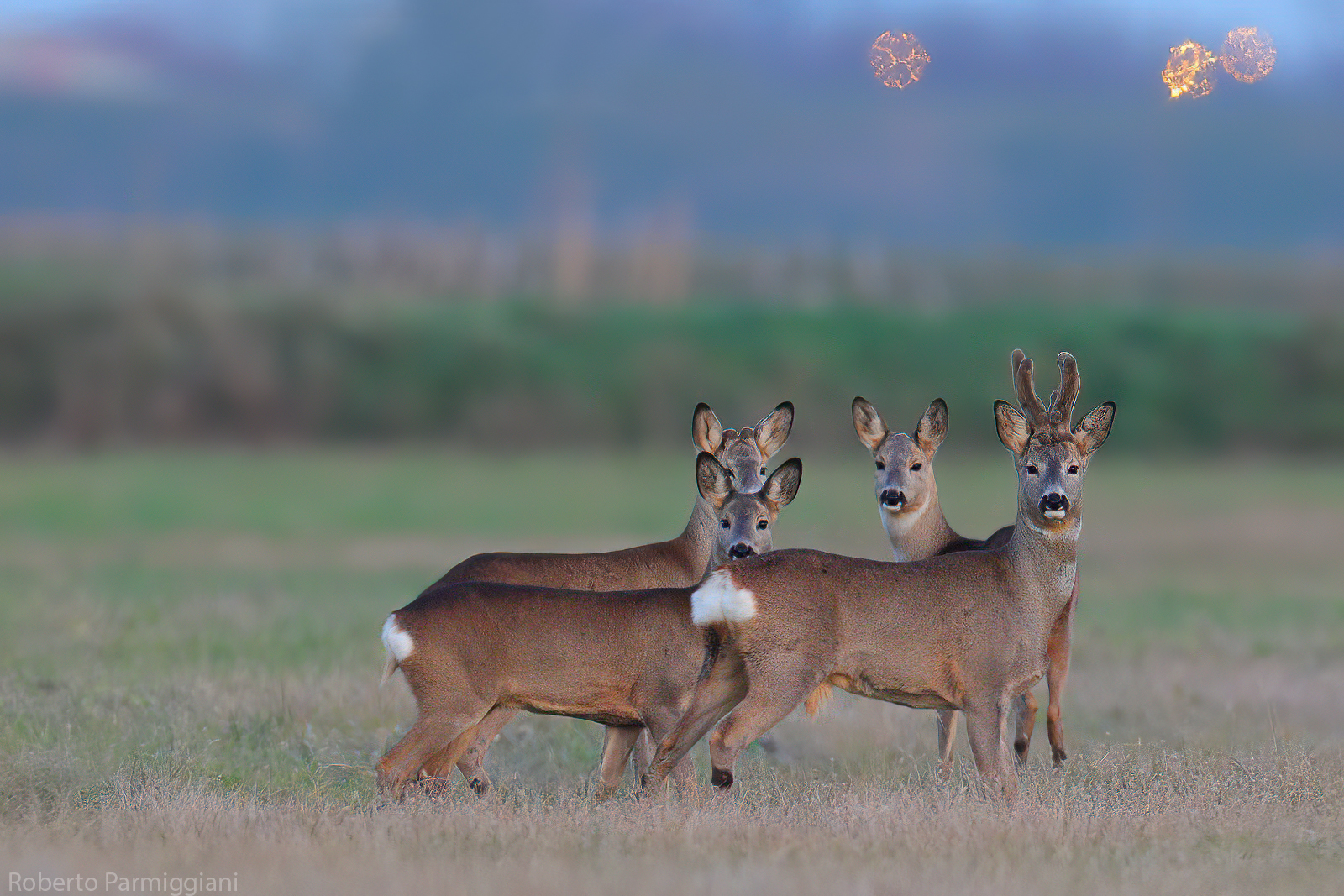 Roe deer