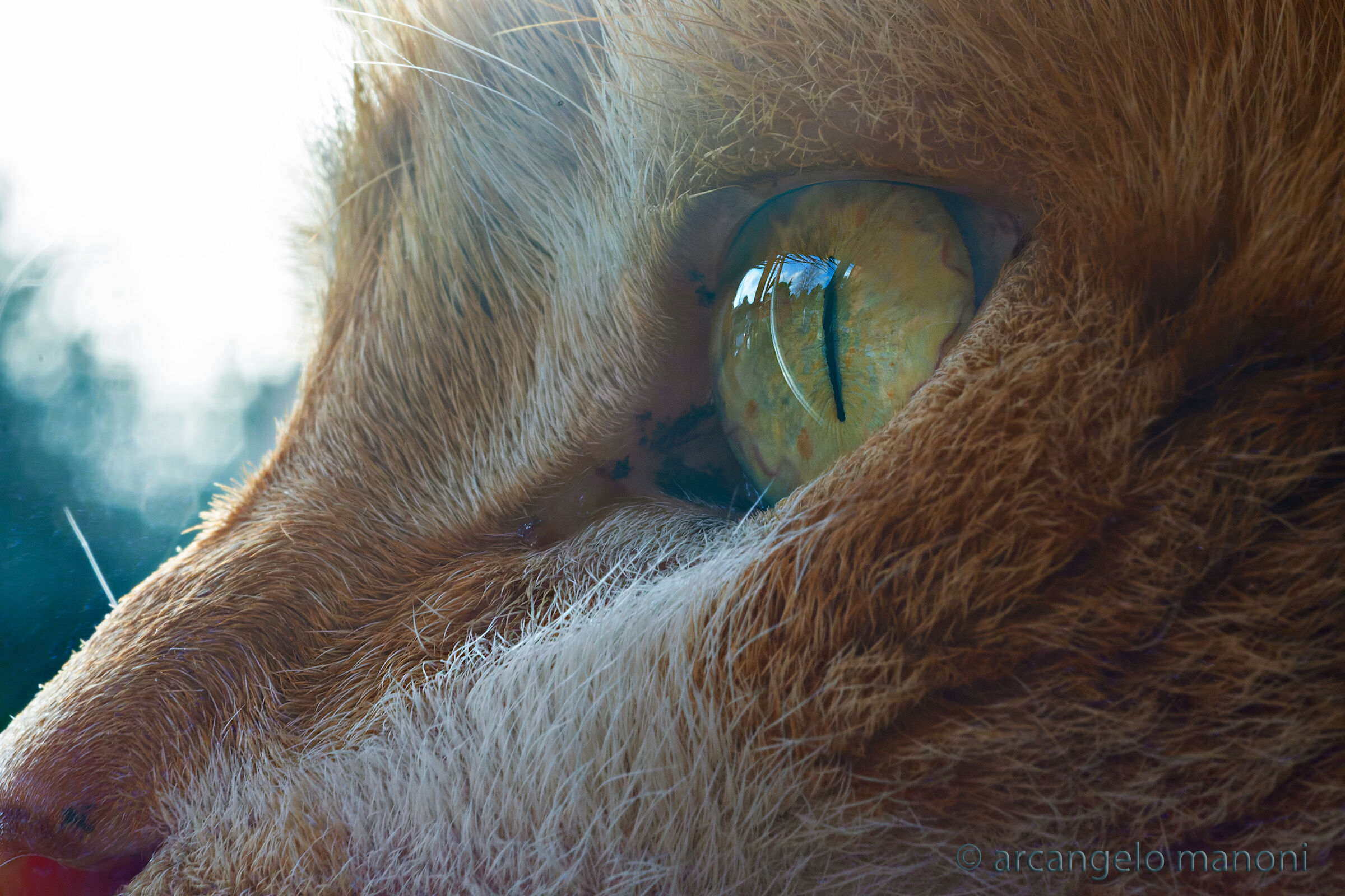 Il mio gatto dal mio punto di vista