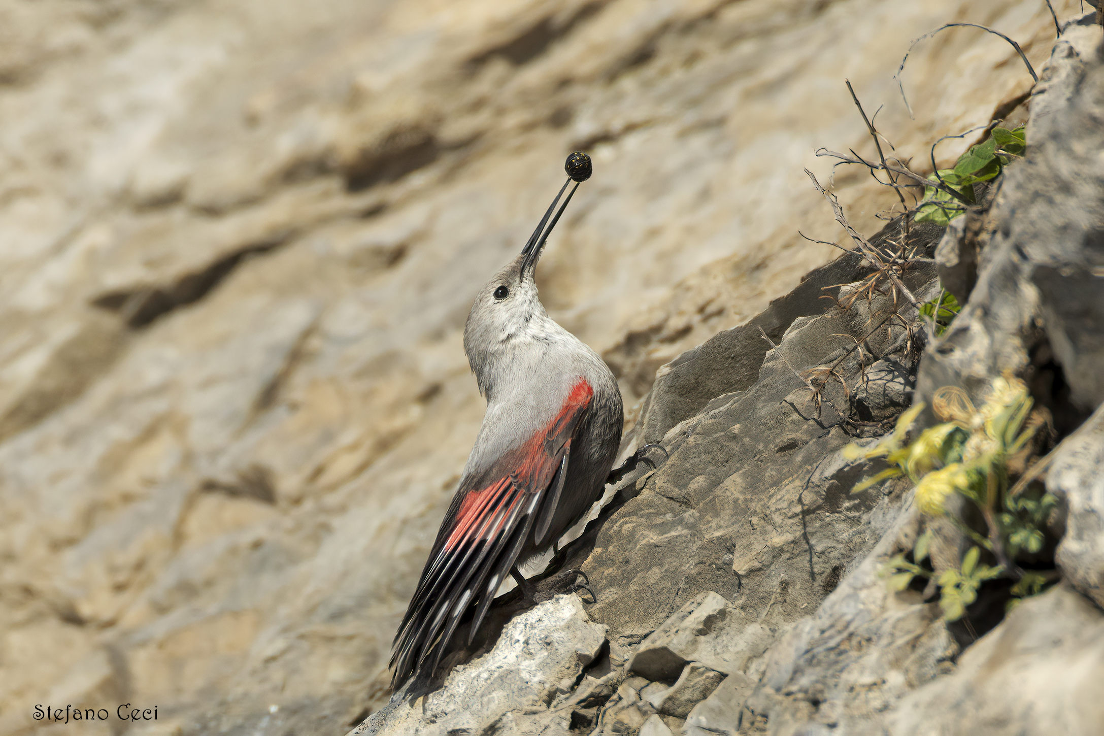 Wallcreeper