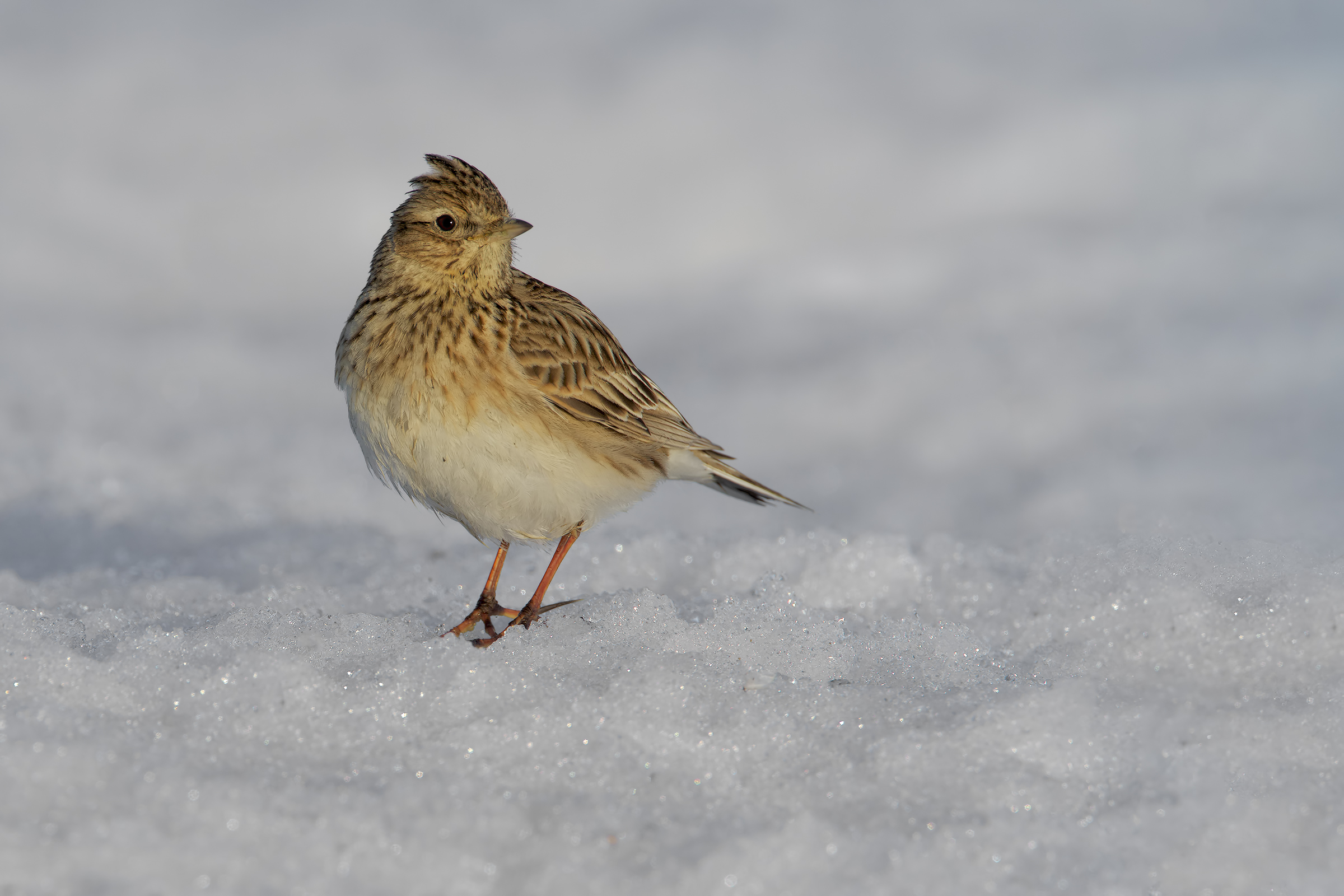 Lark