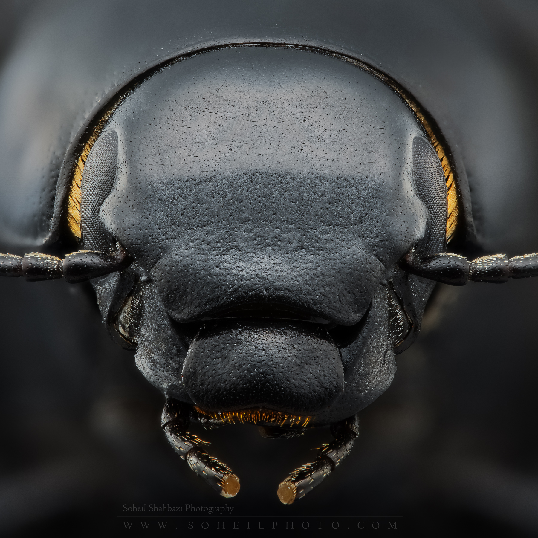 Black Ground Beetle