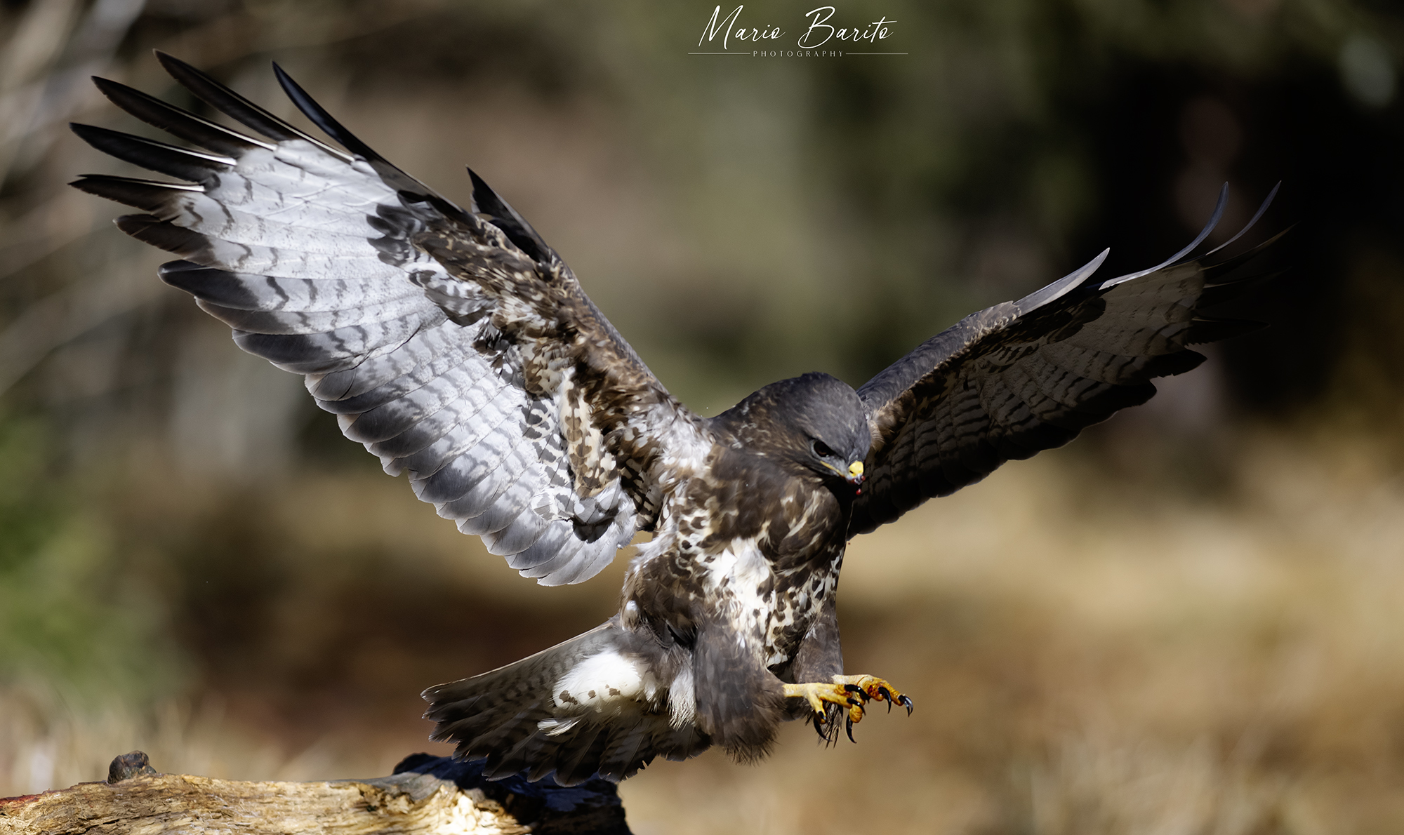 buzzard.. Photos from my shed