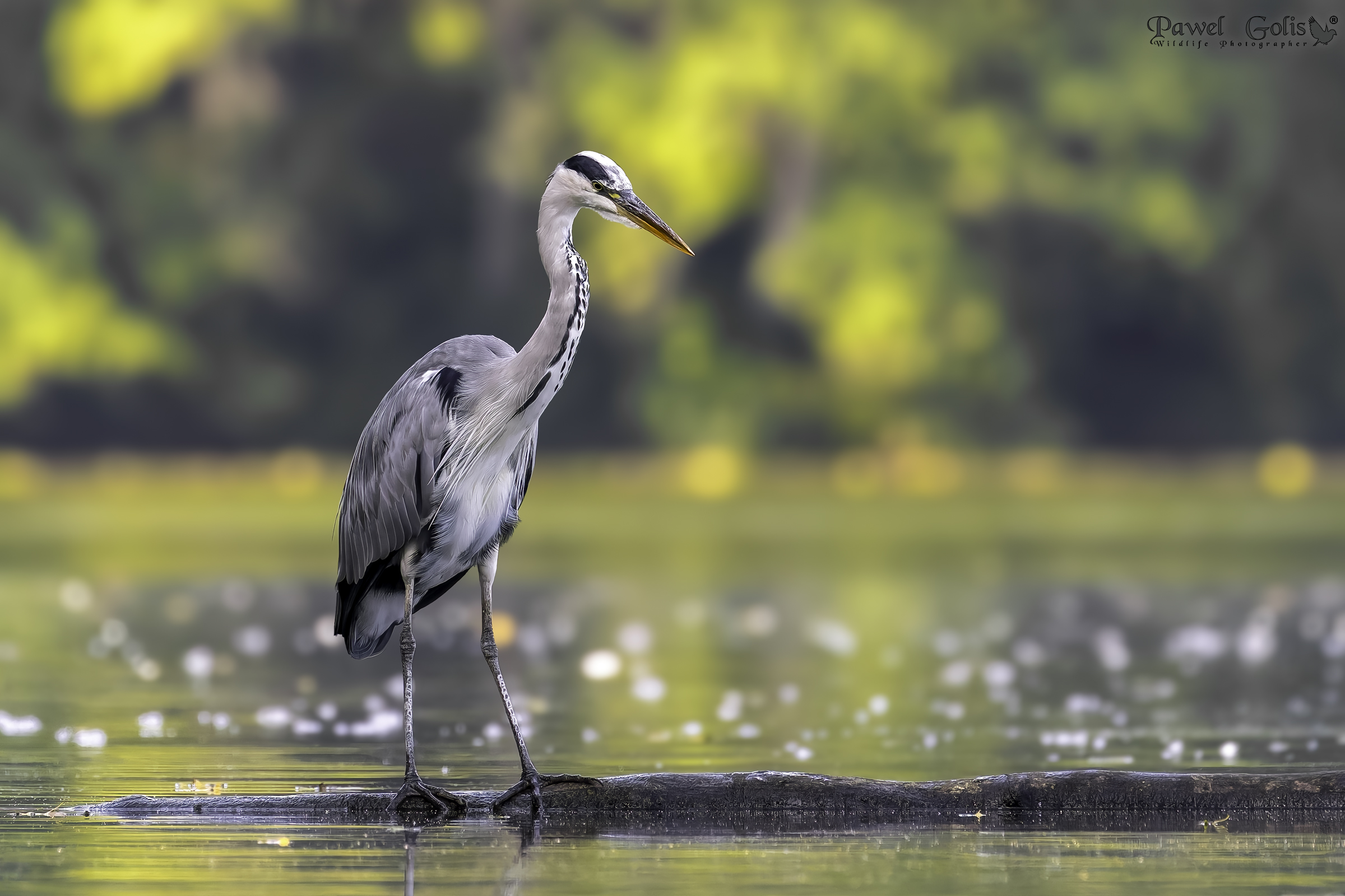 Airone cenerino (Ardea cinerea)