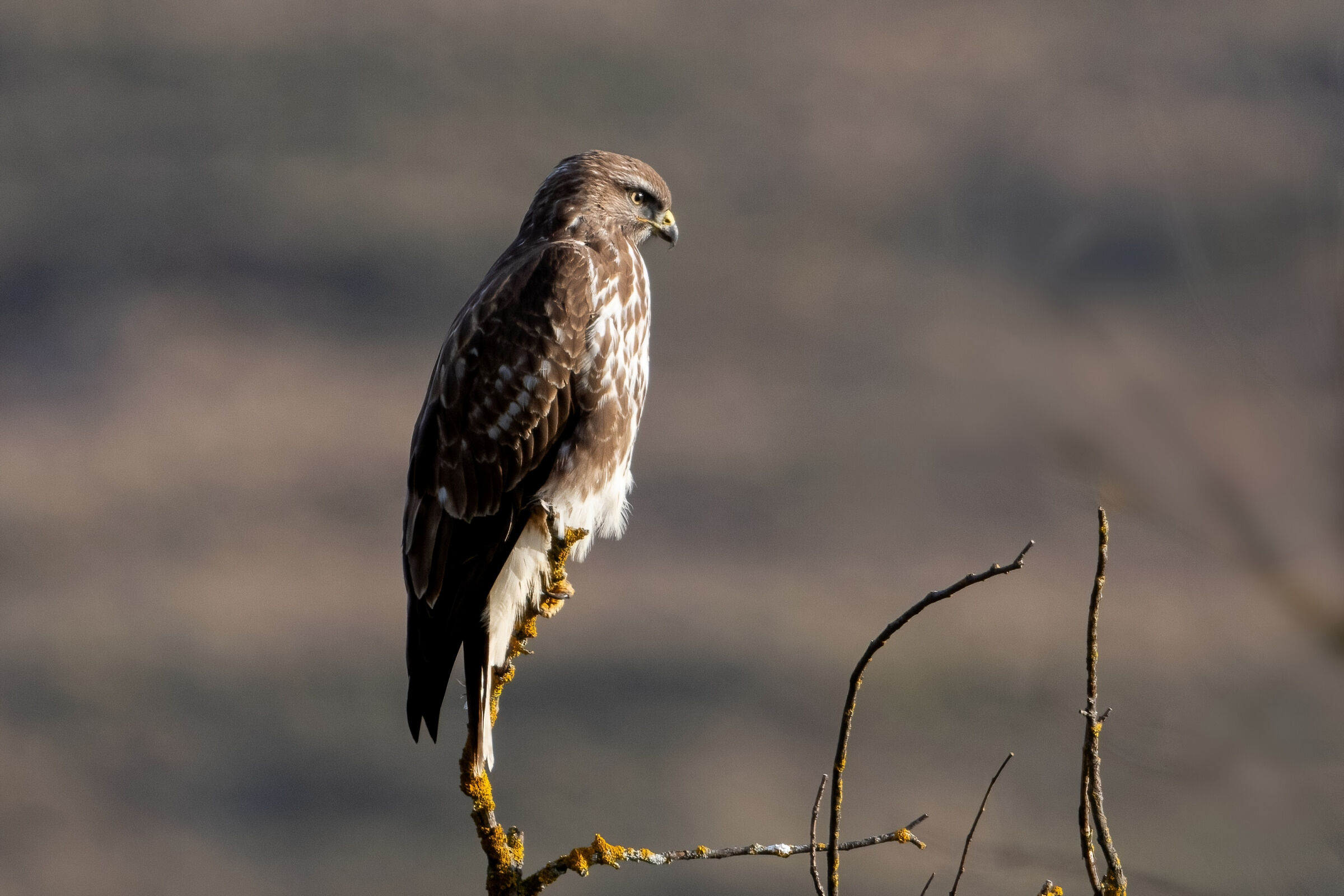 Poiana (Buteo buteo)