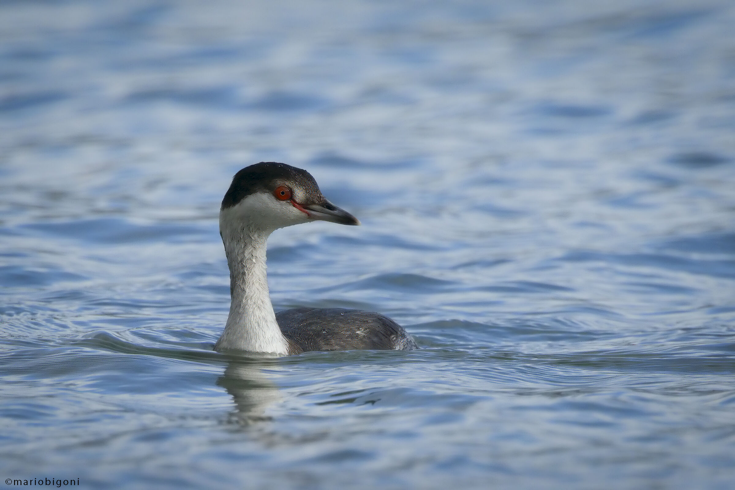 Horned grebe